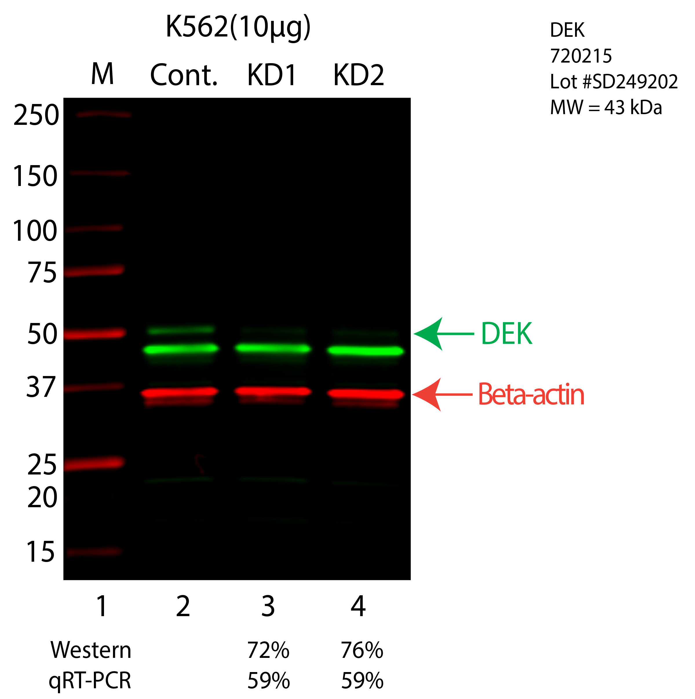 DEK-K562-CRISPR-720215.png<br>Caption: Western blot following CRISPR against DEK in K562 whole cell lysate using DEK specific antibody. Lane 1 is a ladder, lane 2 is K562 non-targeting control knockdown, lane 3 and 4 are two different CRISPR against DEK. DEK protein appears as the green arrow, Beta-actin serves as a control and appears in red arrow.