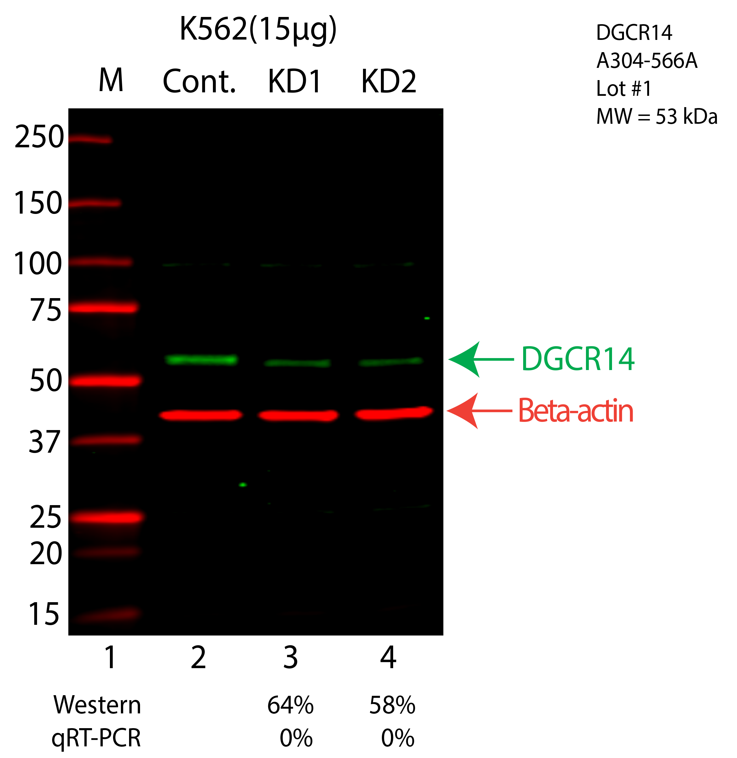 DGCR14-K562-CRISPR-A304-566A.png<br>Caption: Western blot following CRISPR against ESS2 in K562 whole cell lysate using ESS2 specific antibody. Lane 1 is a ladder, lane 2 is K562 non-targeting control knockdown, lane 3 and 4 are two different CRISPR against ESS2. ESS2 protein appears as the green arrow, Beta-actin serves as a control and appears in red arrow.