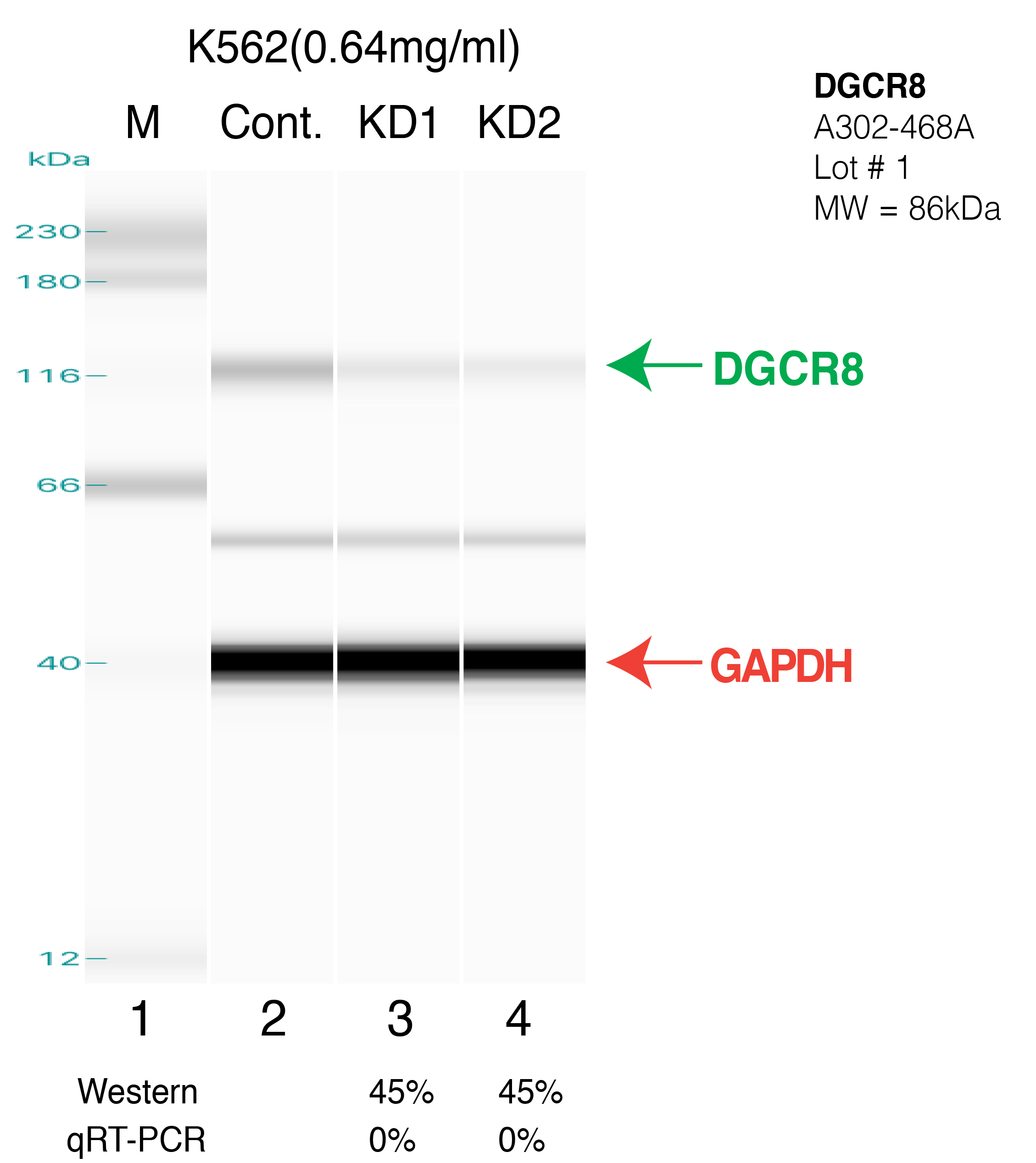 DGCR8-K562-D22-CRISPR.png<br>Caption: Western blot following CRISPR against DGCR8 in K562 whole cell lysate using DGCR8 specific antibody. Lane 1 is a ladder, lane 2 is K562 non-targeting control knockdown, lane 3 and 4 are two different CRISPR against DGCR8. DGCR8 protein appears as the green arrow, GAPDH serves as a control and appears in red arrow. This western blot was done 22 days after the CRISPR experiment process.