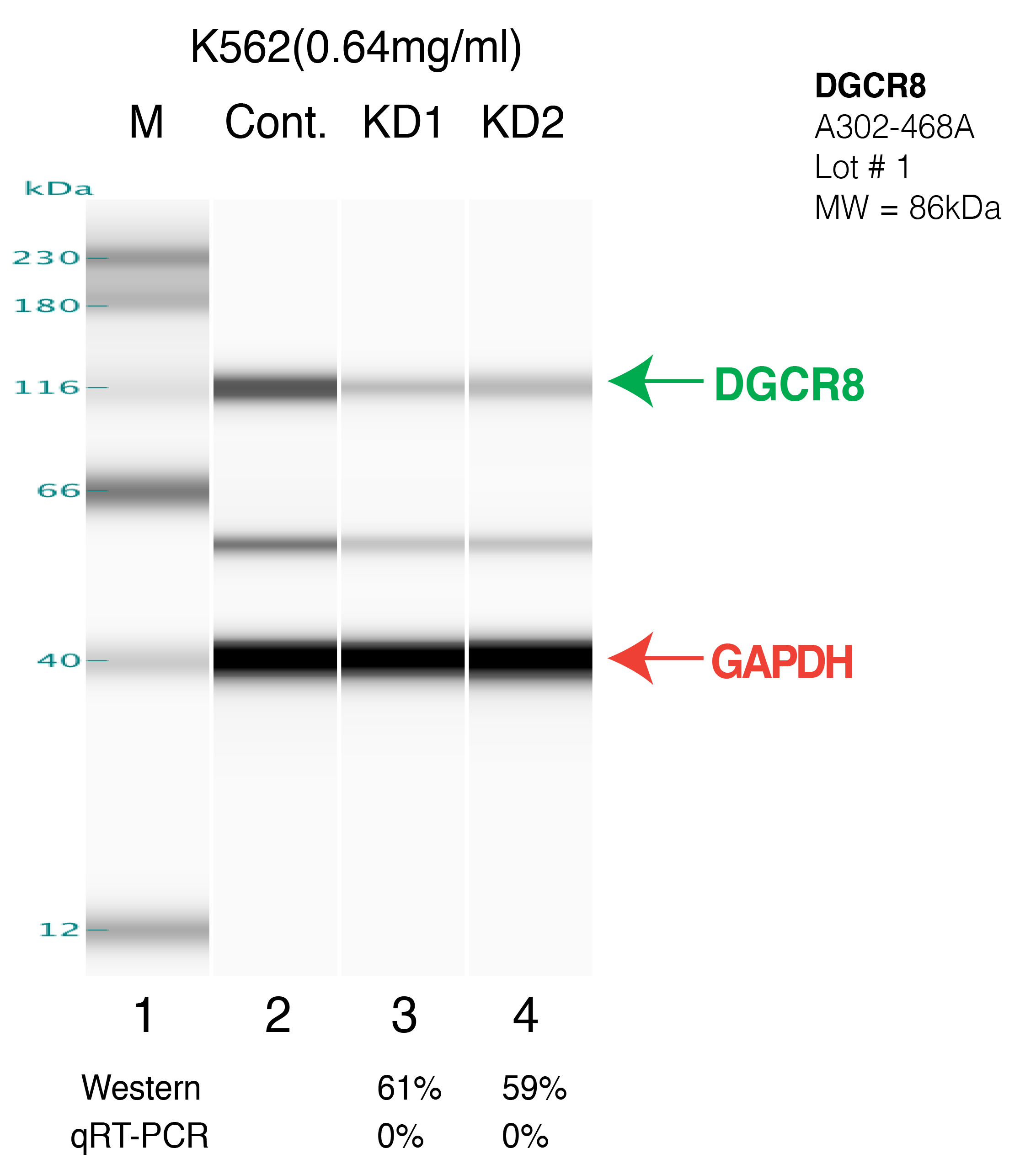 DGCR8-K562-D30-CRISPR.png<br>Caption: Western blot following CRISPR against DGCR8 in K562 whole cell lysate using DGCR8 specific antibody. Lane 1 is a ladder, lane 2 is K562 non-targeting control knockdown, lane 3 and 4 are two different CRISPR against DGCR8. DGCR8 protein appears as the green arrow, GAPDH serves as a control and appears in red arrow. This western blot was done 30 days after the CRISPR experiment process.