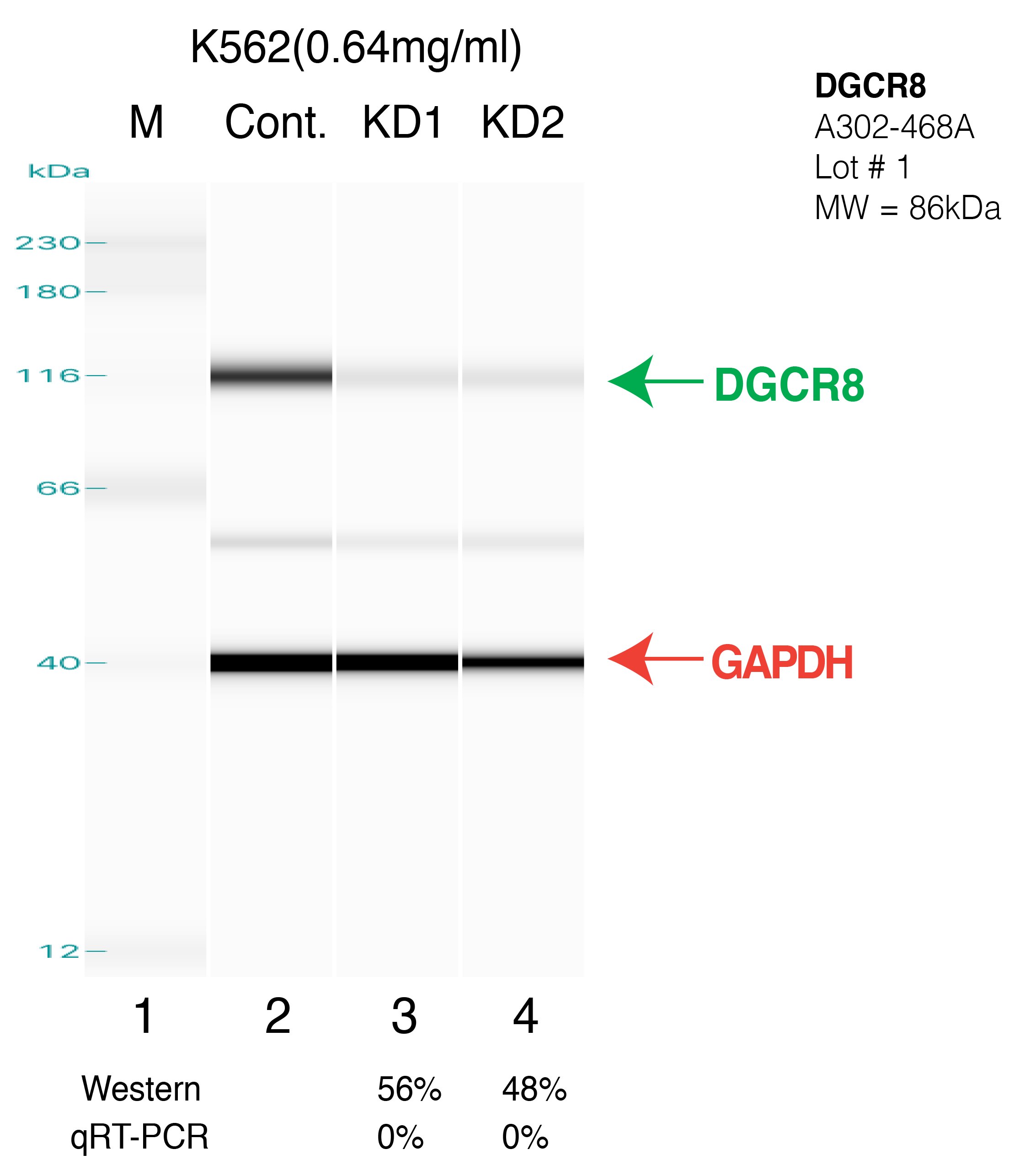 DGCR8-K562-D41-CRISPR.png<br>Caption: Western blot following CRISPR against DGCR8 in K562 whole cell lysate using DGCR8 specific antibody. Lane 1 is a ladder, lane 2 is K562 non-targeting control knockdown, lane 3 and 4 are two different CRISPR against DGCR8. DGCR8 protein appears as the green arrow, GAPDH serves as a control and appears in red arrow. This western blot was done 41 days after the CRISPR experiment process.