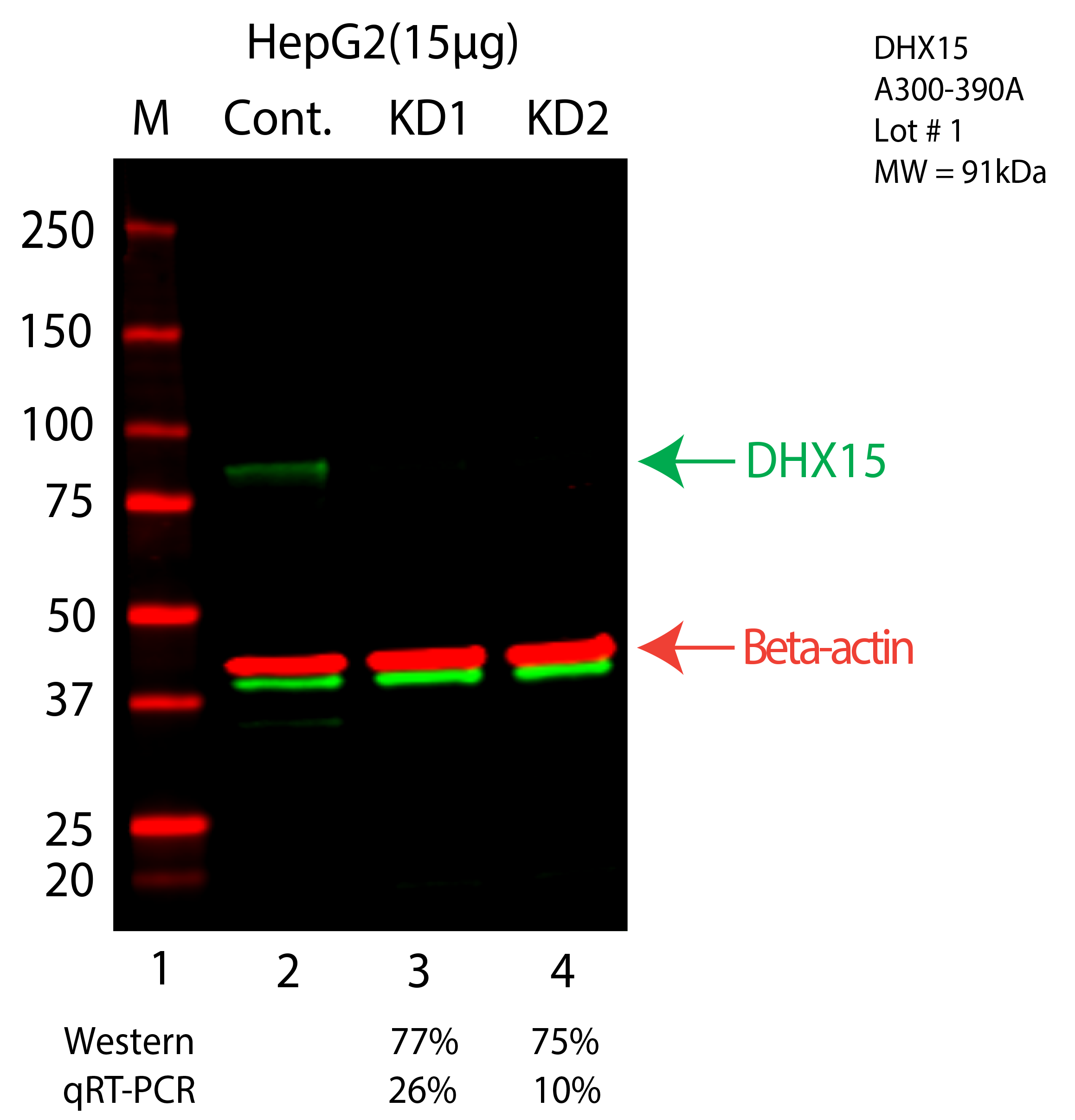 DHX15-HEPG2-CRISPR-A300-390A.png<br>Caption: Western blot following CRISPR against DHX15 in HepG2 whole cell lysate using DHX15 specific antibody. Lane 1 is a ladder, lane 2 is HepG2 non-targeting control knockdown, lane 3 and 4 are two different CRISPR against DHX15. DHX15 protein appears as the green arrow, Beta-actin serves as a control and appears in red arrow.