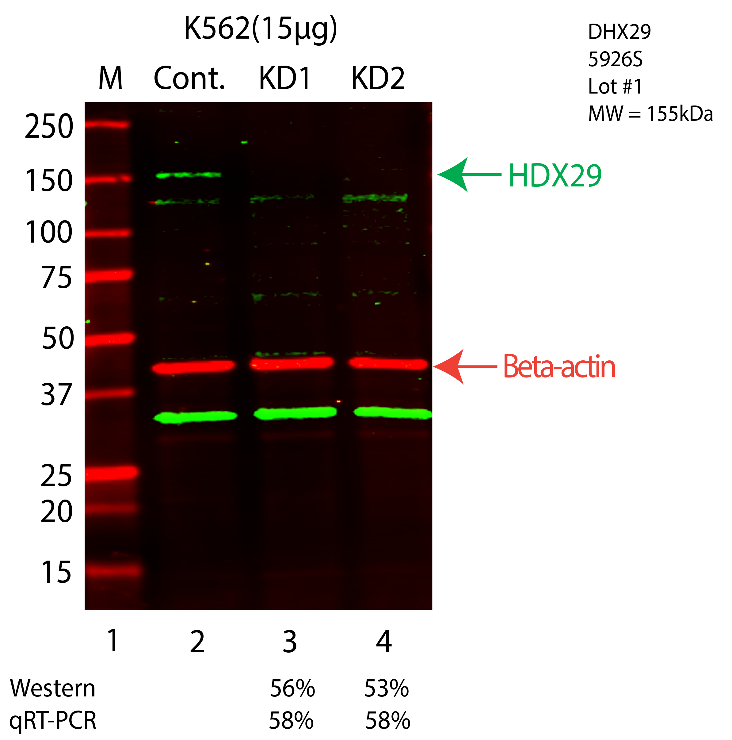 DHX29-K562-CRISPR-5926S.png<br>Caption: Western blot following CRISPR against DHX29 in K562 whole cell lysate using DHX29 specific antibody. Lane 1 is a ladder, lane 2 is K562 non-targeting control knockdown, lane 3 and 4 are two different CRISPR against DHX29. DHX29 protein appears as the green arrow, Beta-actin serves as a control and appears in red arrow.