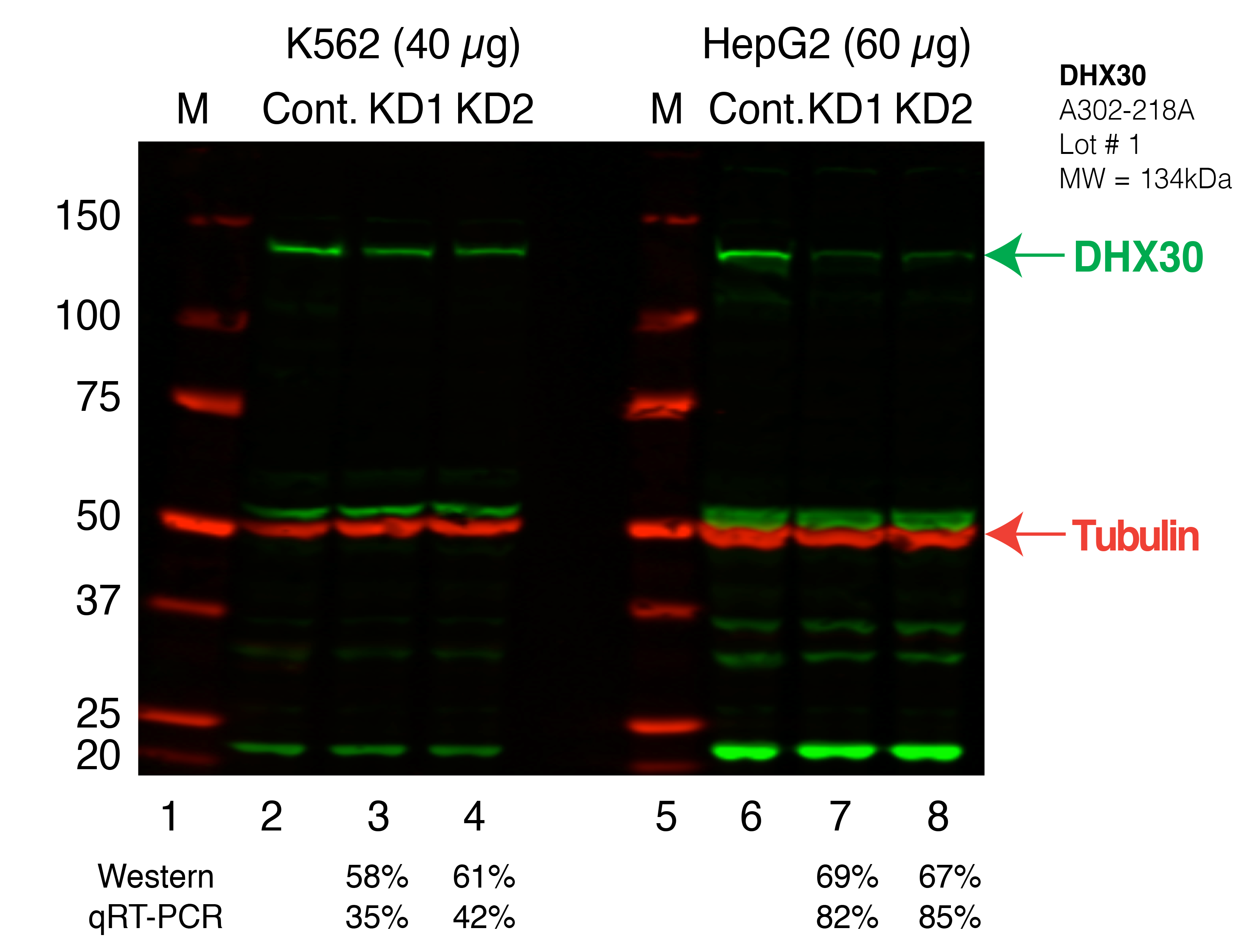 DHX30_Secondary_Western.png<br>Caption: Western blot following shRNA against DHX30 in K562 and HepG2 whole cell lysate using DHX30 specific antibody. Lane 1 is a ladder, lane 2 is K562 non-targeting control knockdown, lane 3 and 4 are two different shRNAs against DHX30. Lanes 5-8 follow the same pattern, but in HepG2. DHX30 protein appears as the green band, Tubulin serves as a control and appears in red.