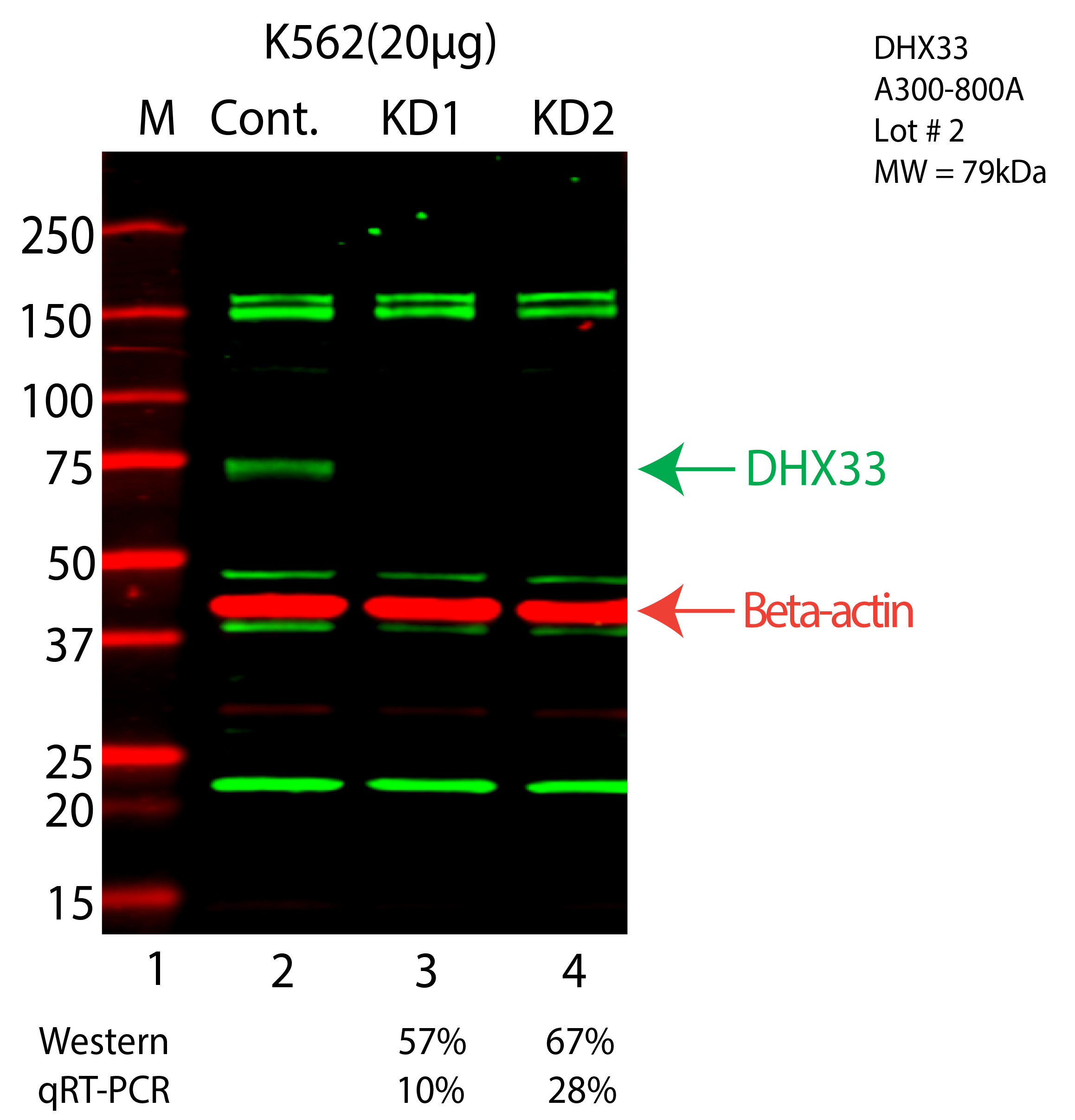 DHX33-K562-CRISPR-A300-800A.png<br>Caption: Western blot following CRISPR against DHX33 in K562 whole cell lysate using DHX33 specific antibody. Lane 1 is a ladder, lane 2 is K562 non-targeting control knockdown, lane 3 and 4 are two different CRISPR against DHX33. DHX33 protein appears as the green arrow, Beta-actin serves as a control and appears in red arrow.