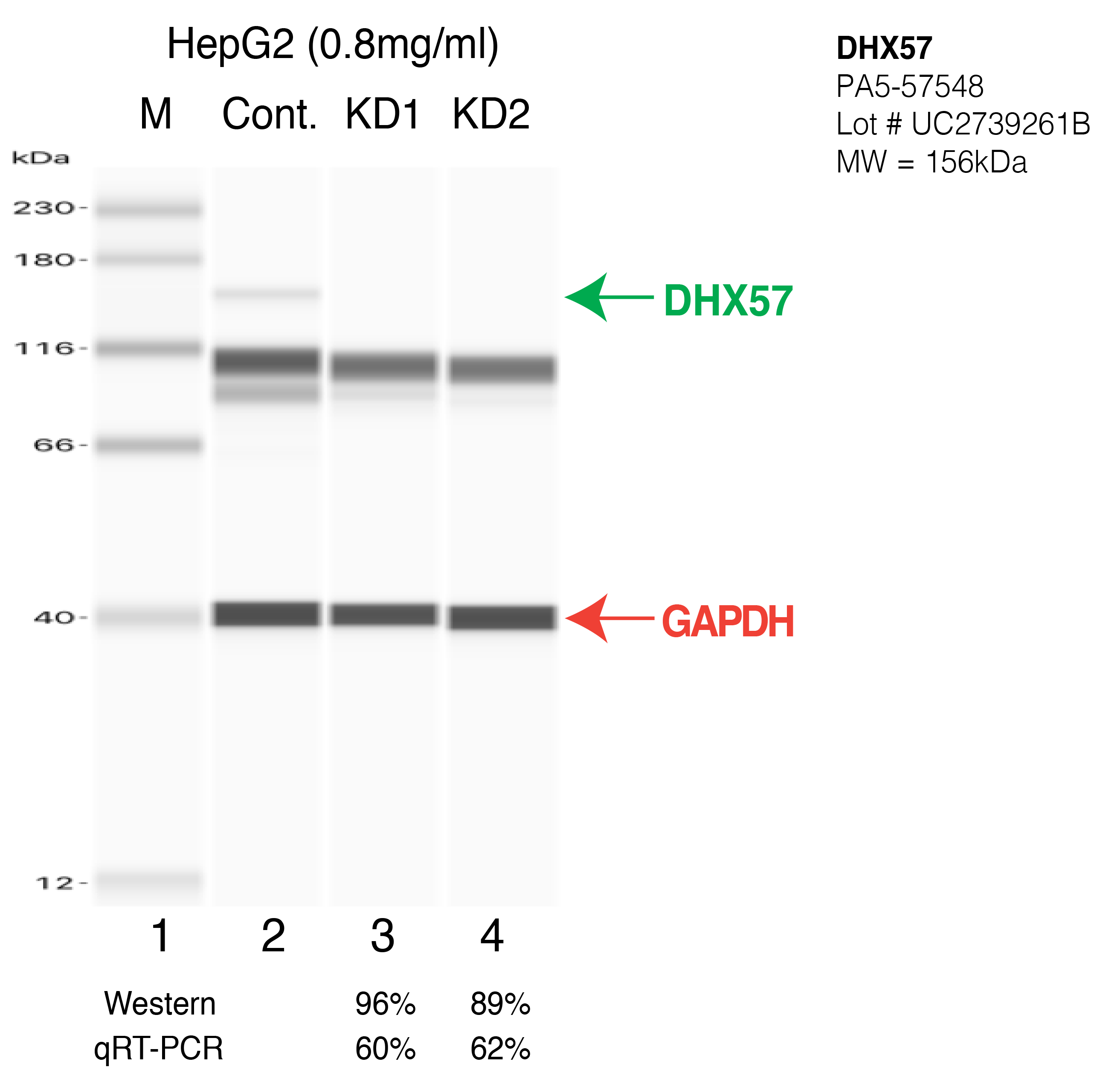 DHX57-HEPG2-CRISPR-PA5-57548.png<br>Caption: Western blot following CRISPR against DHX57 in HepG2 whole cell lysate using DHX57 specific antibody. Lane 1 is a ladder, lane 2 is HepG2 non-targeting control knockdown, lane 3 and 4 are two different CRISPR against DHX57. DHX57 protein appears as the green arrow, GAPDH serves as a control and appears in red arrow.