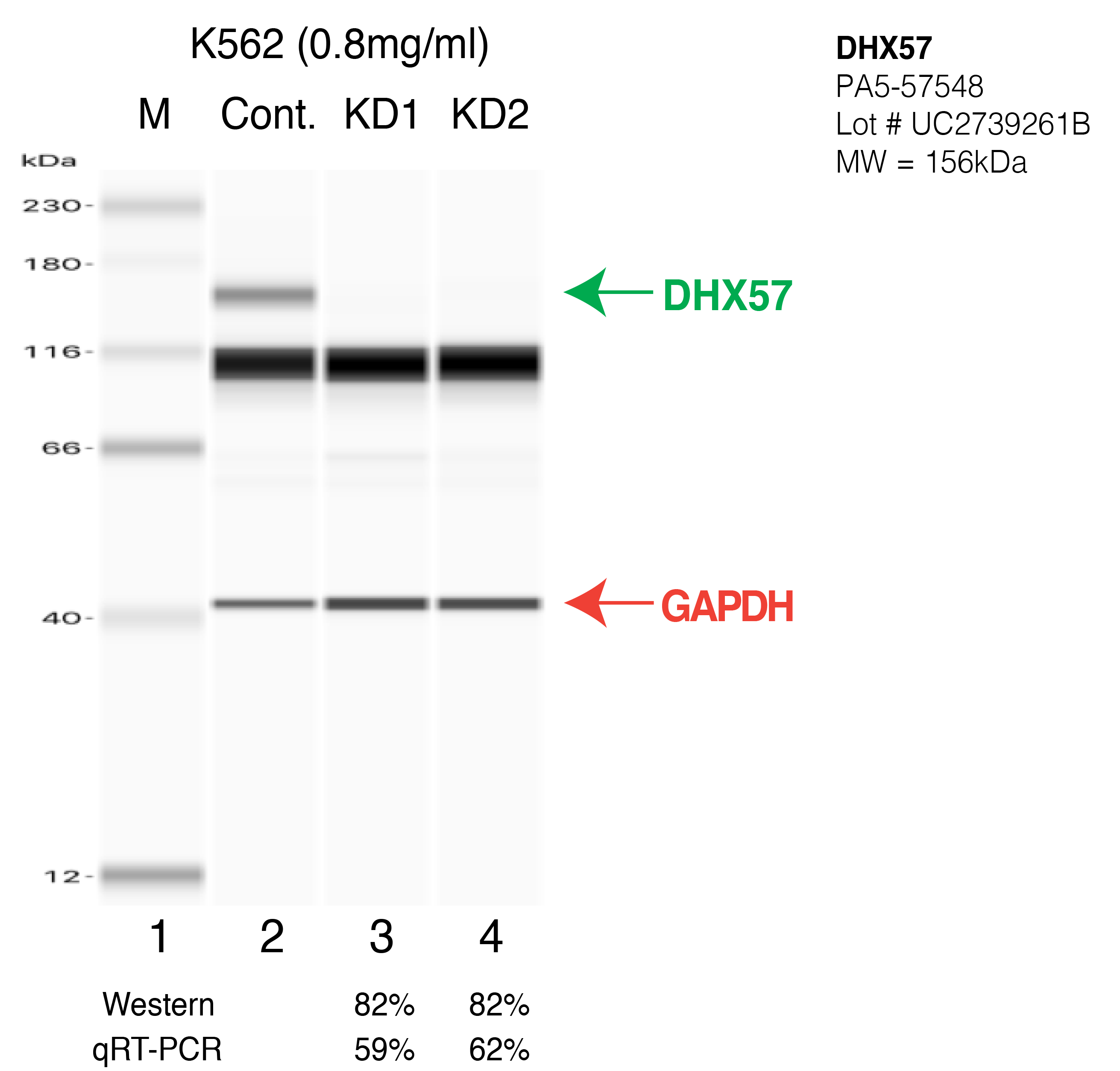 DHX57-K562-CRISPR-PA5-57548.png<br>Caption: Western blot following CRISPR against DHX57 in K562 whole cell lysate using DHX57 specific antibody. Lane 1 is a ladder, lane 2 is K562 non-targeting control knockdown, lane 3 and 4 are two different CRISPR against DHX57. DHX57 protein appears as the green arrow, GAPDH serves as a control and appears in red arrow.