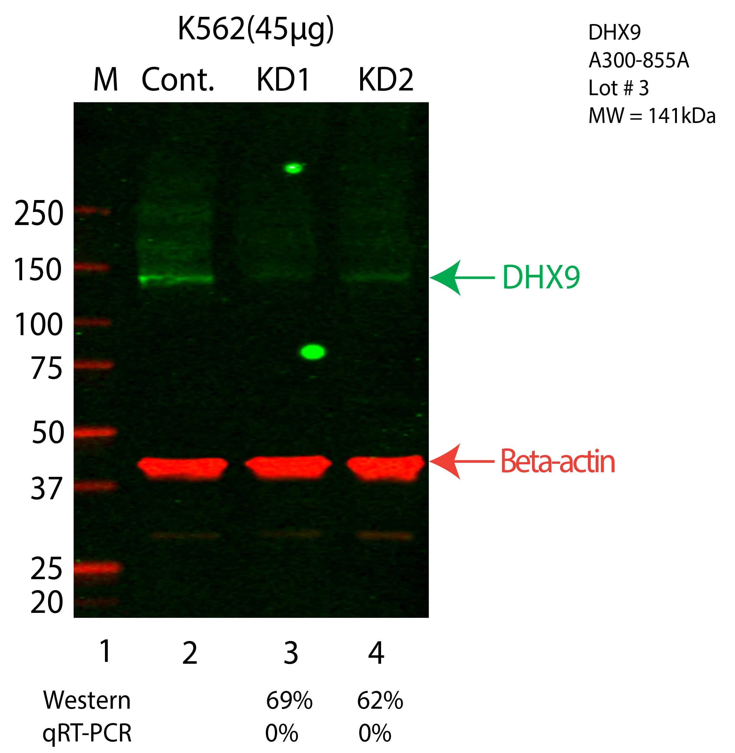 DHX9-K562-CRISPR-A300-855A.png<br>Caption: Western blot following CRISPR against DHX9 in K562 whole cell lysate using DHX9 specific antibody. Lane 1 is a ladder, lane 2 is K562 non-targeting control knockdown, lane 3 and 4 are two different CRISPR against DHX9. DHX9 protein appears as the green arrow, Beta-actin serves as a control and appears in red arrow.