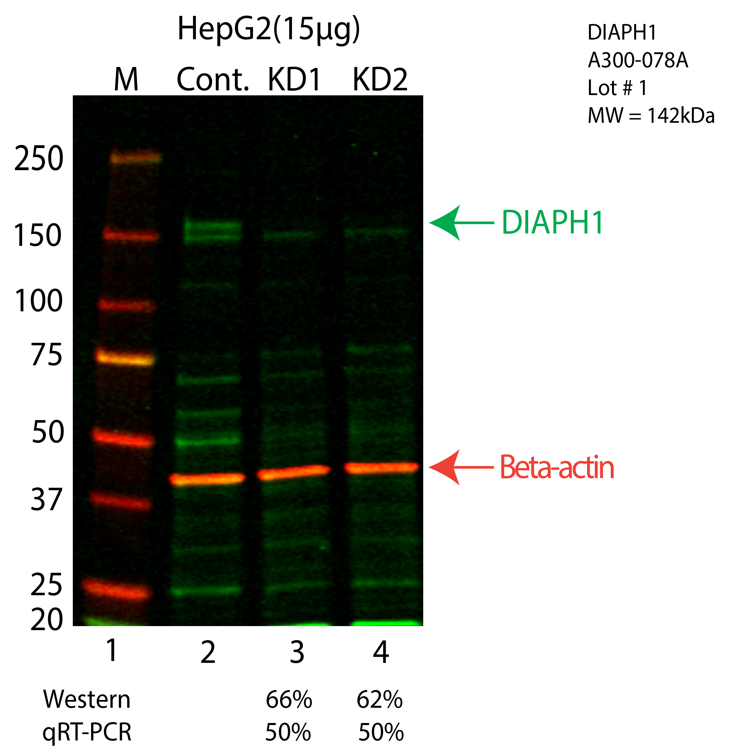 DIAPH1-HEPG2-CRISPR-A300-078A.png<br>Caption: Western blot following CRISPR against DIAPH1 in HepG2 whole cell lysate using DIAPH1 specific antibody. Lane 1 is a ladder, lane 2 is HepG2 non-targeting control knockdown, lane 3 and 4 are two different CRISPR against DIAPH1. DIAPH1 protein appears as the green arrow, Beta-actin serves as a control and appears in red arrow.