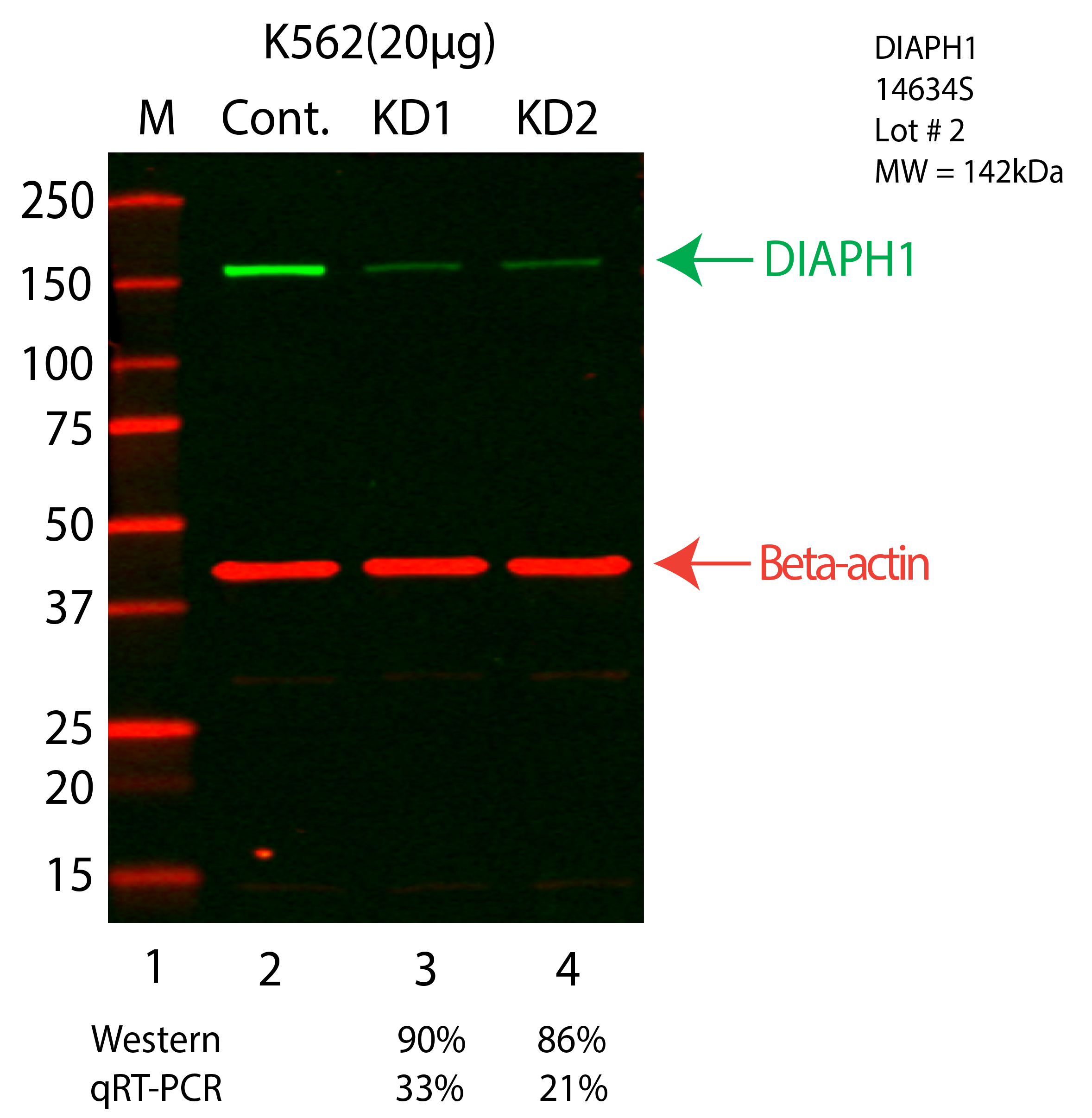 DIAPH1-K562-CRISPR-14634S.png<br>Caption: Western blot following CRISPR against DIAPH1 in K562 whole cell lysate using DIAPH1 specific antibody. Lane 1 is a ladder, lane 2 is K562 non-targeting control knockdown, lane 3 and 4 are two different CRISPR against DIAPH1. DIAPH1 protein appears as the green arrow, Beta-actin serves as a control and appears in red arrow.