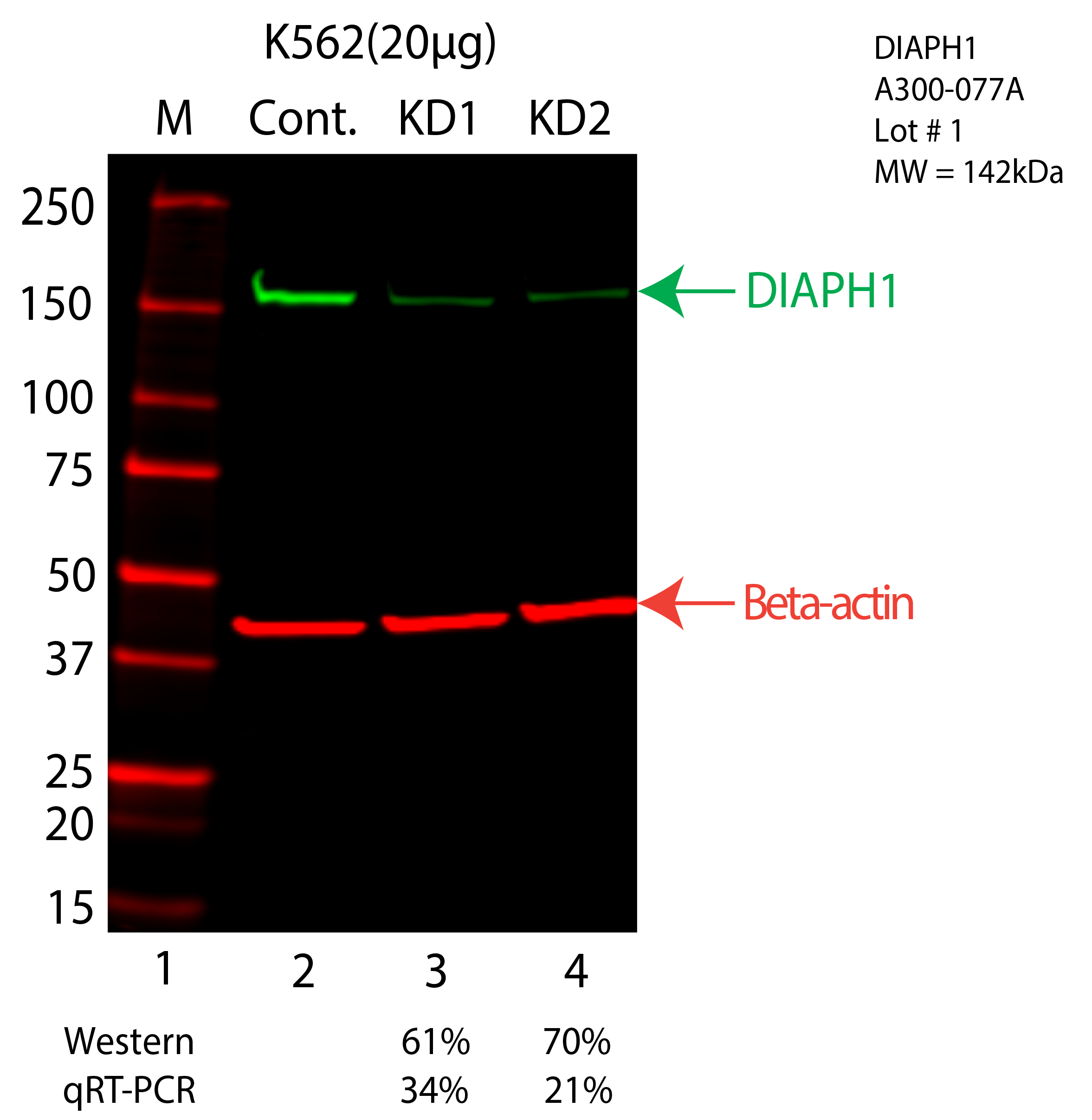 DIAPH1-K562-CRISPR-A300-077A.png<br>Caption: Western blot following CRISPR against DIAPH1 in K562 whole cell lysate using DIAPH1 specific antibody. Lane 1 is a ladder, lane 2 is K562 non-targeting control knockdown, lane 3 and 4 are two different CRISPR against DIAPH1. DIAPH1 protein appears as the green arrow, Beta-actin serves as a control and appears in red arrow.