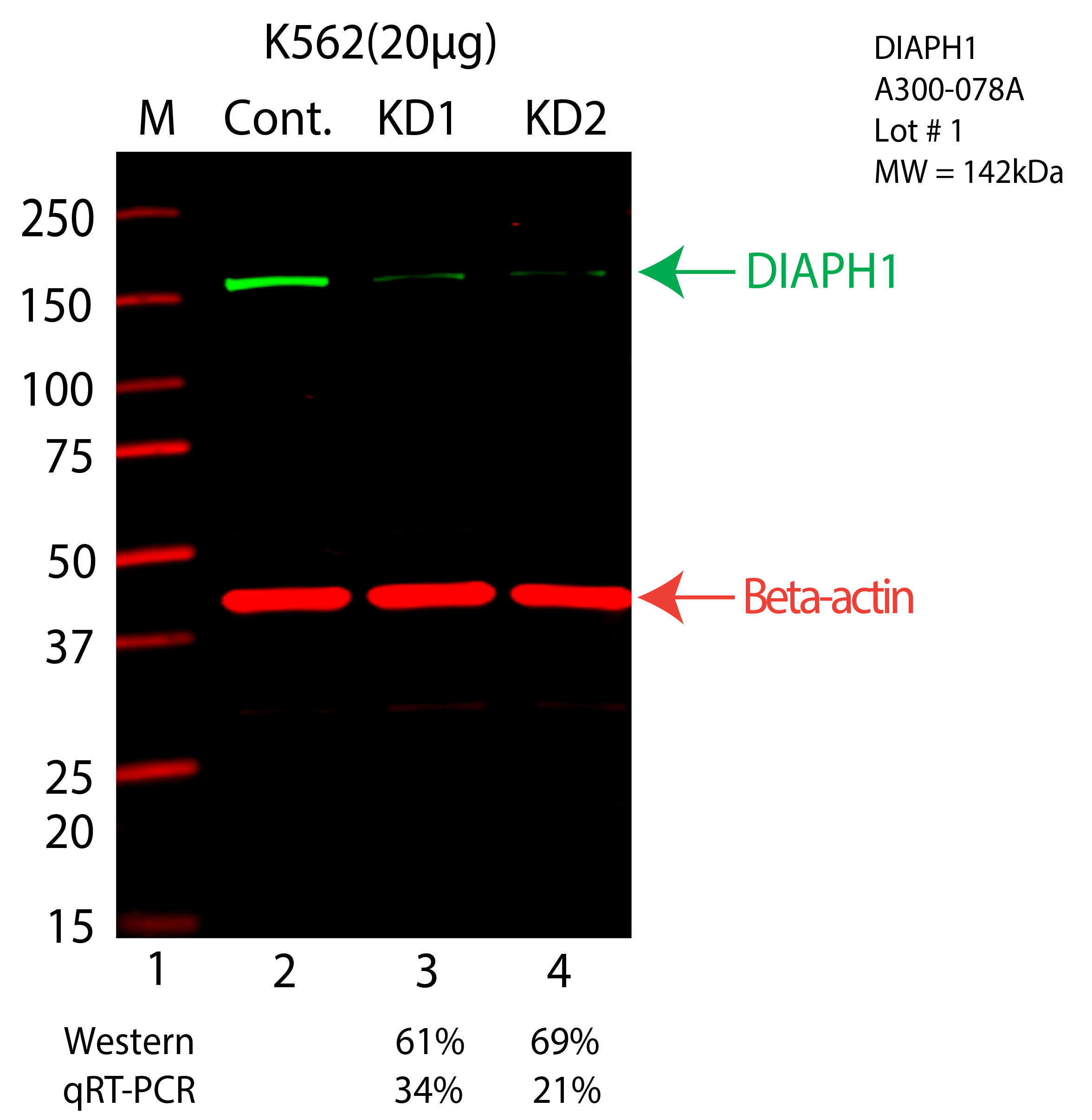 DIAPH1-K562-CRISPR-A300-078A.png<br>Caption: Western blot following CRISPR against DIAPH1 in K562 whole cell lysate using DIAPH1 specific antibody. Lane 1 is a ladder, lane 2 is K562 non-targeting control knockdown, lane 3 and 4 are two different CRISPR against DIAPH1. DIAPH1 protein appears as the green arrow, Beta-actin serves as a control and appears in red arrow.