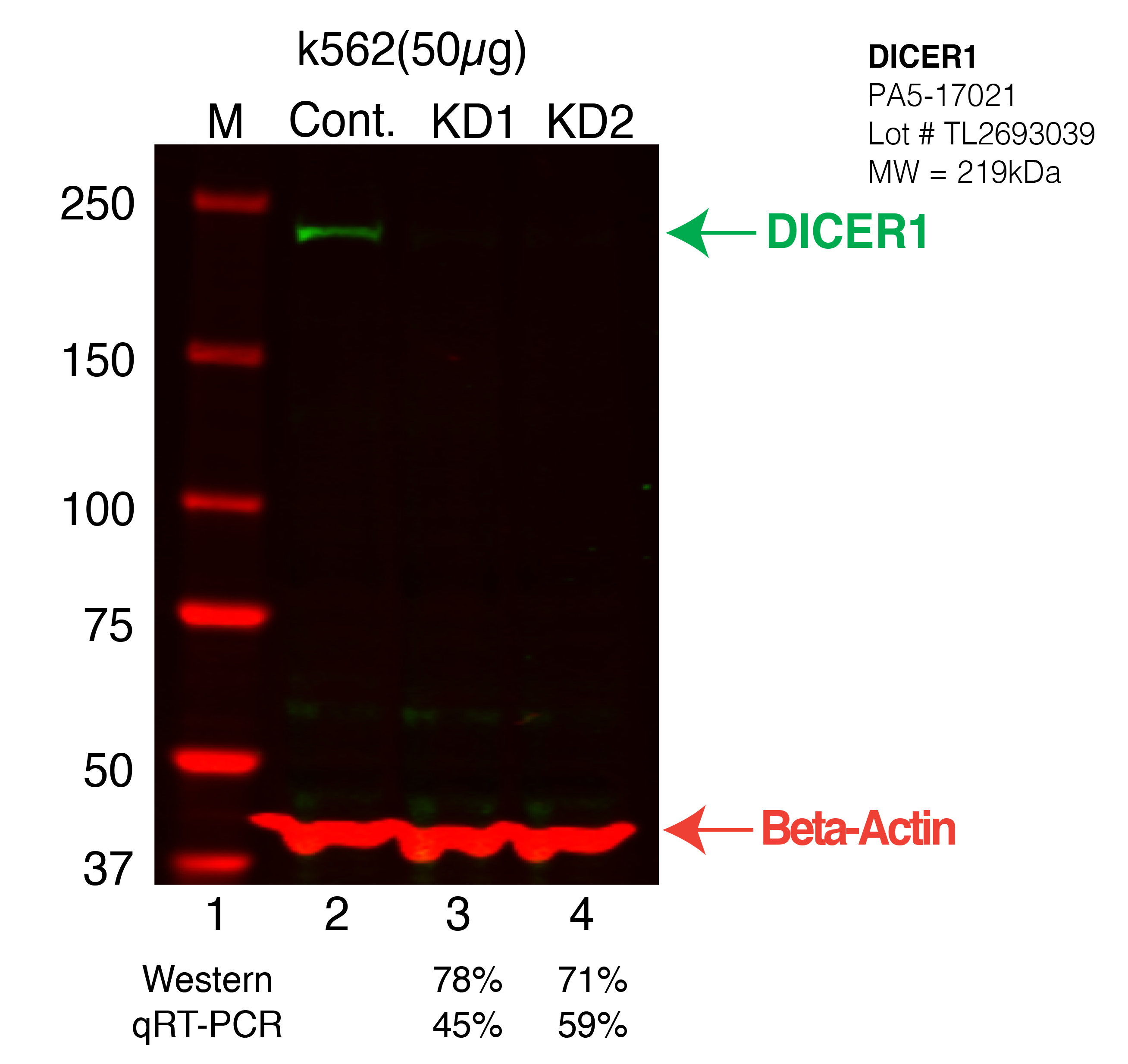 DICER1-K562-CRISPR-PA5-17021.png<br>Caption: Western blot following CRISPR against DICER1 in K562 whole cell lysate using DICER1 specific antibody. Lane 1 is a ladder, lane 2 is K562 non-targeting control knockdown, lane 3 and 4 are two different CRISPR against DICER1. DICER1 protein appears as the green arrow, Beta-actin serves as a control and appears in red arrow.