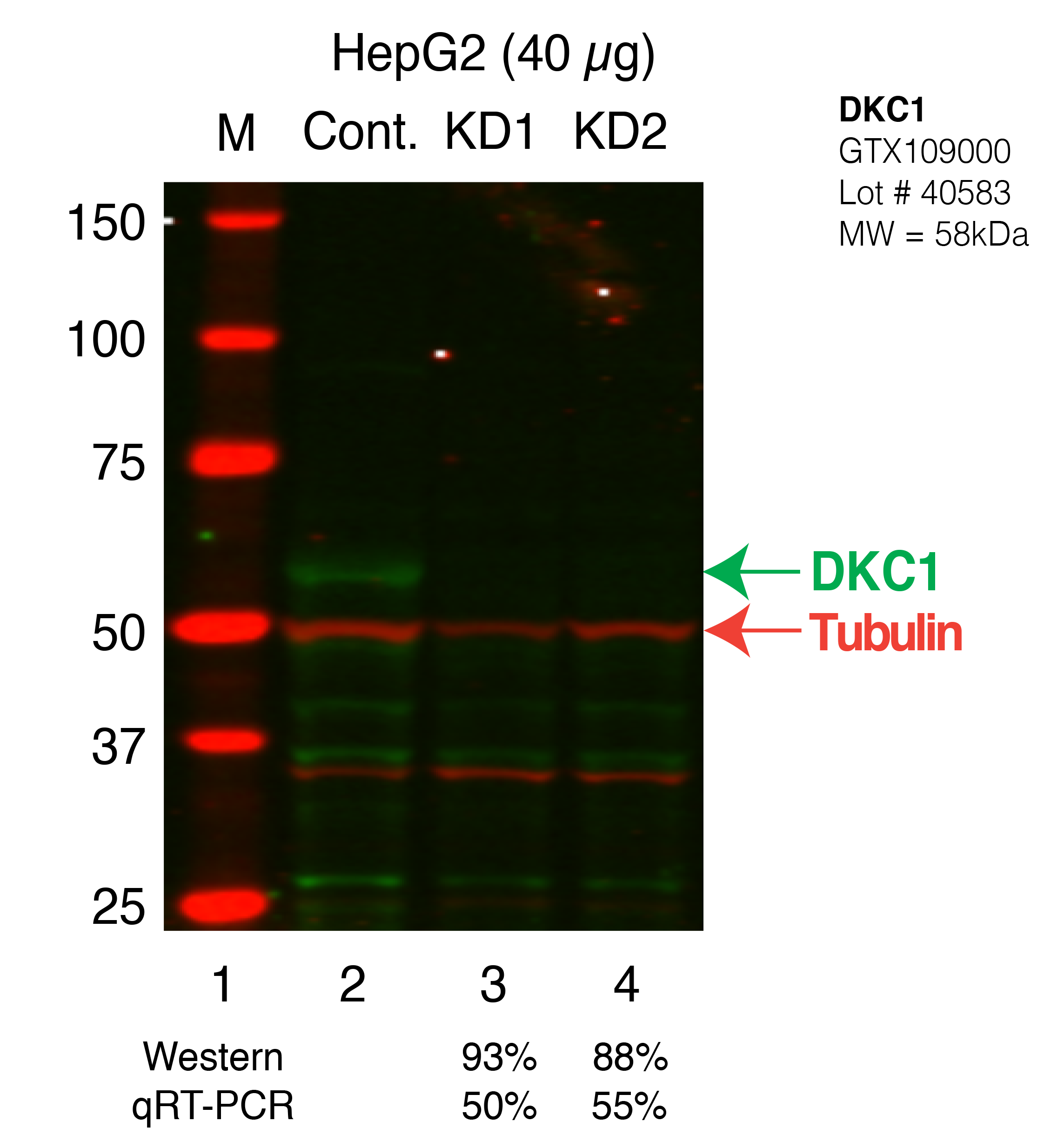 DKC1-HEPG2_Secondary_Western.png<br>Caption: Western blot following shRNA against DKC1 in HepG2 whole cell lysate using DKC1 specific antibody. Lane 1 is a ladder, lane 2 is HepG2 non-targeting control knockdown, lane 3 and 4 are two different shRNAs against DKC1.DKC1 protein appears as the green band, Tubulin serves as a control and appears in red.