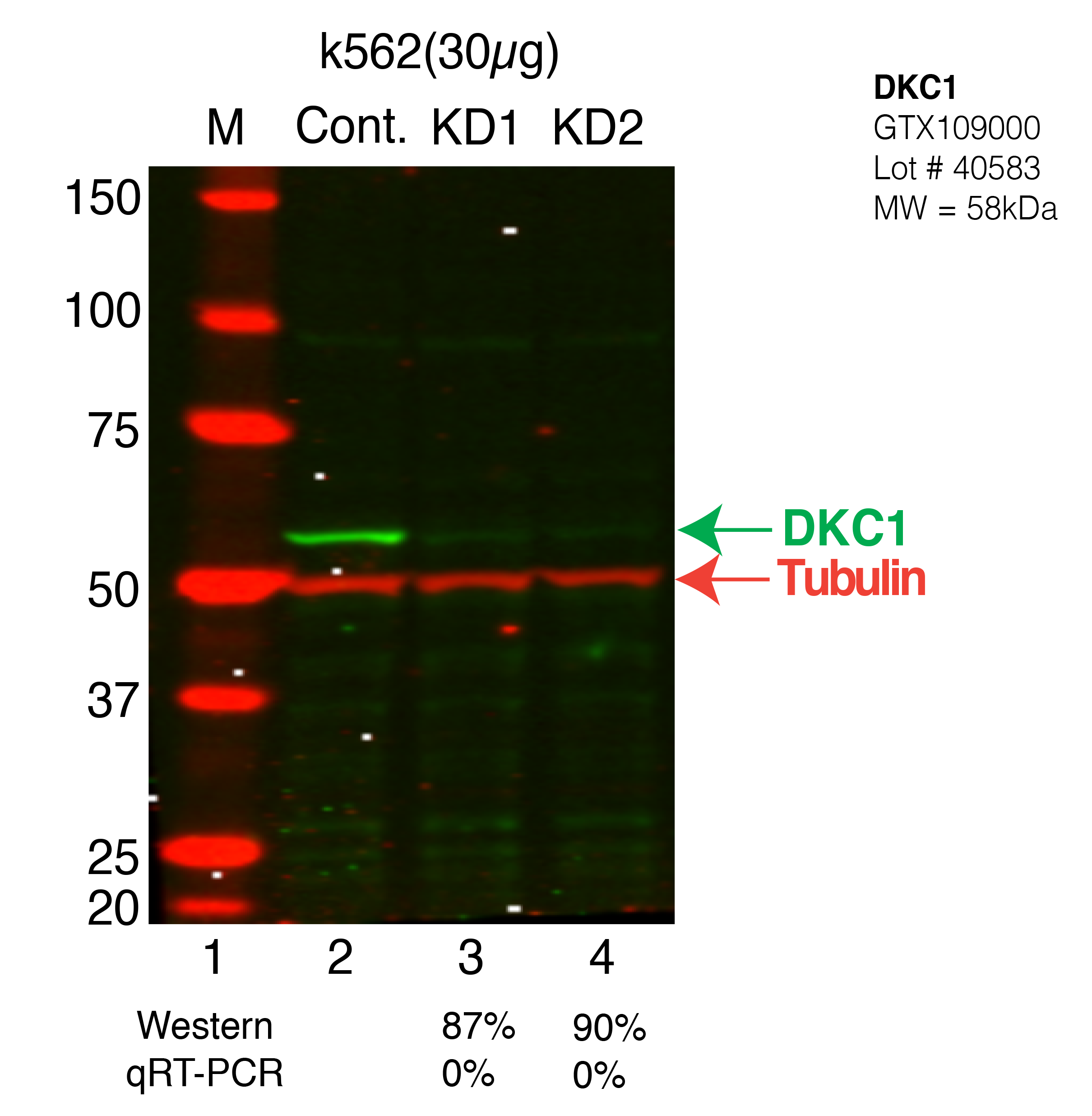 DKC1-k562.png<br>Caption: Western blot following shRNA against DKC1 in k562 whole cell lysate using DKC1 specific antibody. Lane 1 is a ladder, lane 2 is k562 non-targeting control knockdown, lane 3 and 4 are two different shRNAs against DKC1. DKC1 protein appears as the green band, Tubulin serves as a control and appears in red.