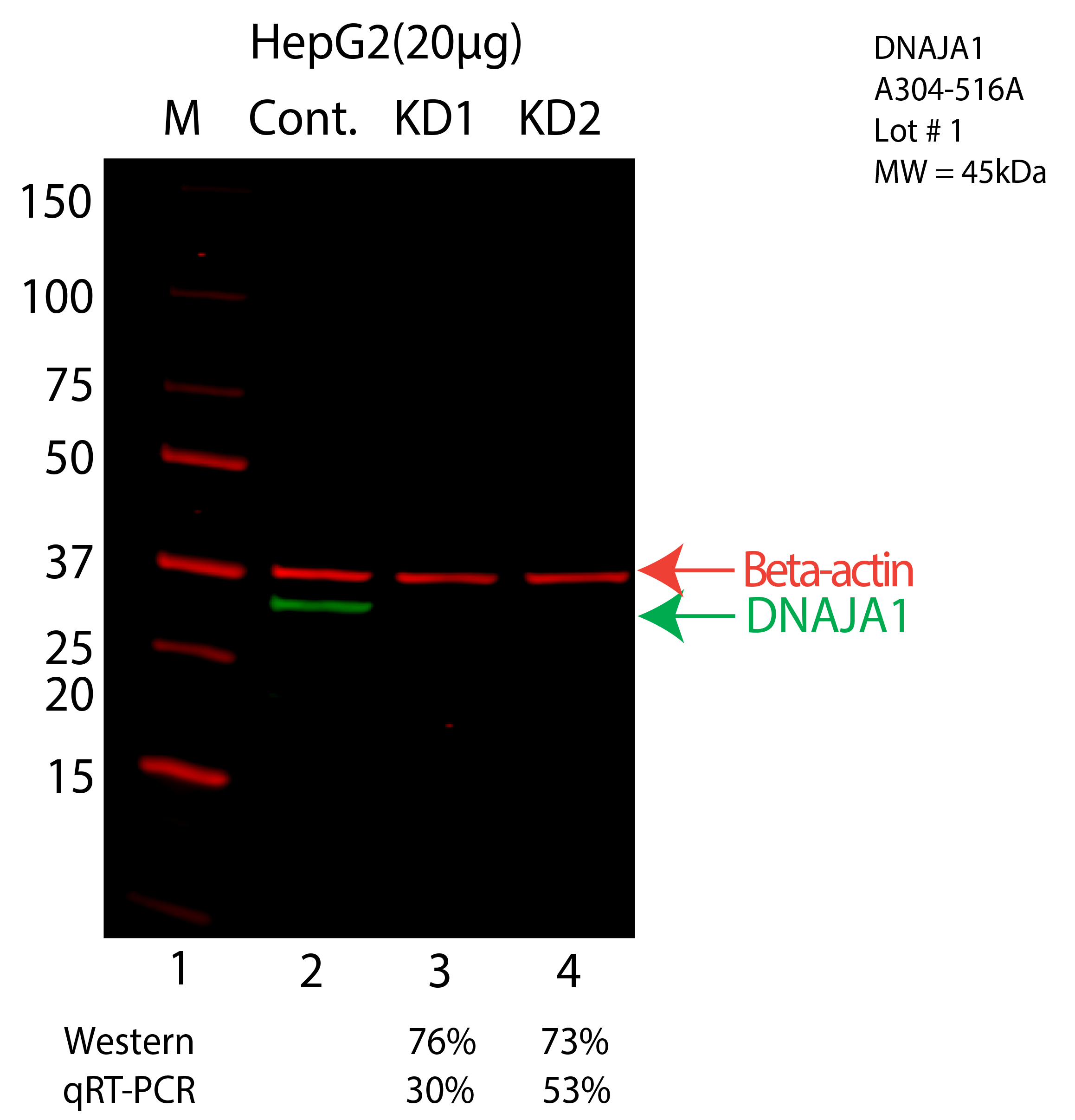 DNAJA1-HEPG2-CRISPR-A304-516A.png<br>Caption: Western blot following CRISPR against DNAJA1 in HepG2 whole cell lysate using DNAJA1 specific antibody. Lane 1 is a ladder, lane 2 is HepG2 non-targeting control knockdown, lane 3 and 4 are two different CRISPR against DNAJA1. DNAJA1 protein appears as the green arrow, Beta-actin serves as a control and appears in red arrow.