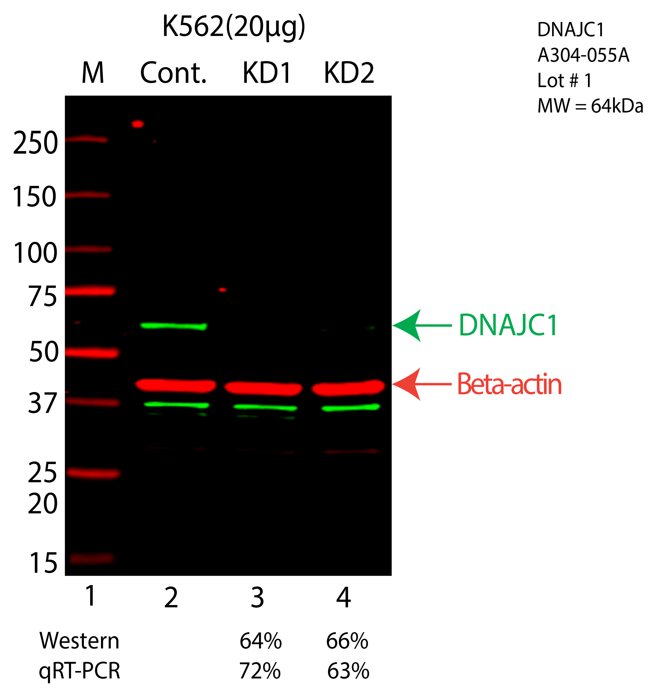 DNAJC1-K562-CRISPR-A304-055A.png<br>Caption: Western blot following CRISPR against DNAJC1 in K562 whole cell lysate using DNAJC1 specific antibody. Lane 1 is a ladder, lane 2 is K562 non-targeting control knockdown, lane 3 and 4 are two different CRISPR against DNAJC1. DNAJC1 protein appears as the green arrow, Beta-actin serves as a control and appears in red arrow.