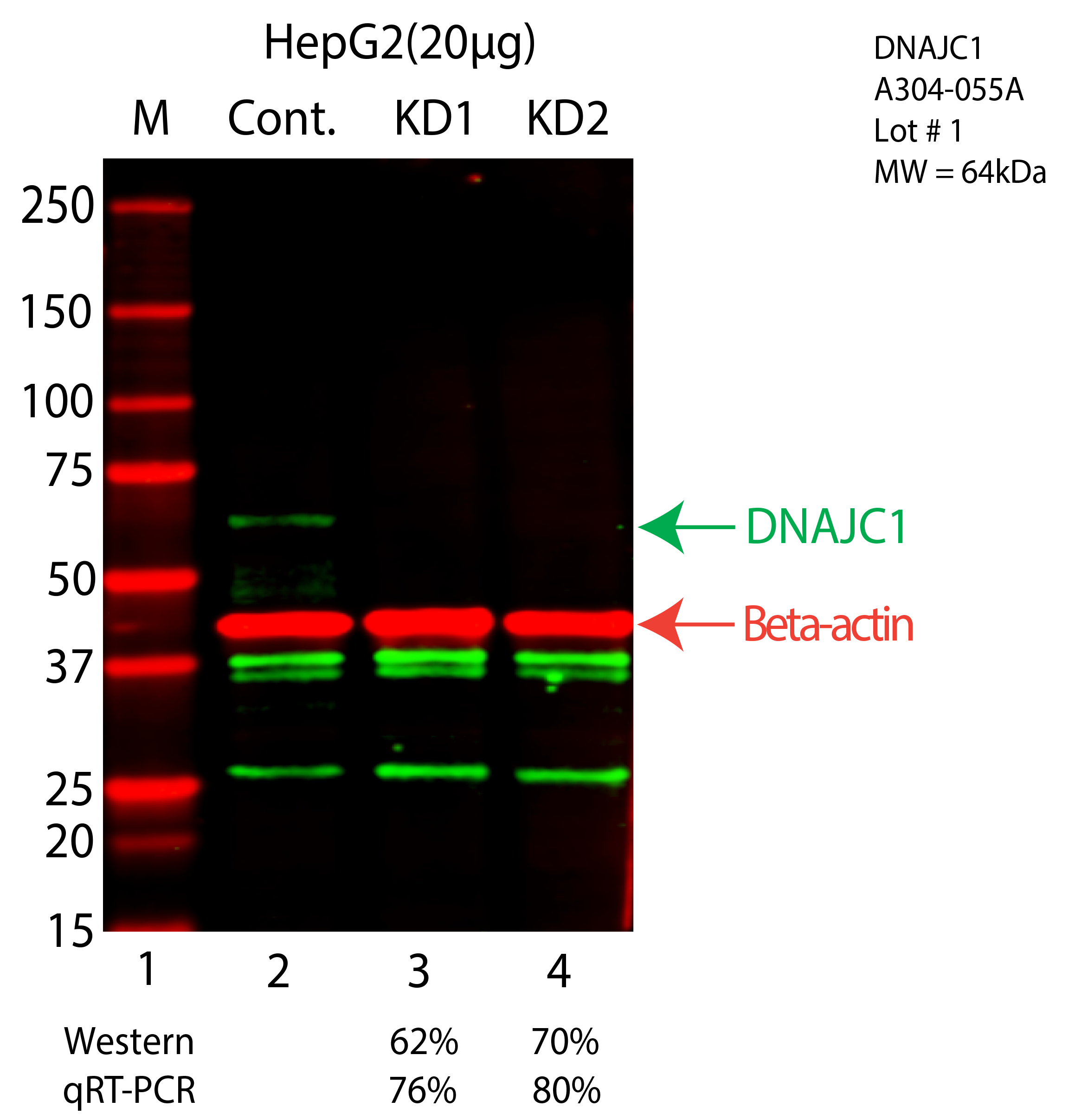 DNAJC1-hepg2-CRISPR-A304-055A.png<br>Caption: Western blot following CRISPR against DNAJC1 in HepG2 whole cell lysate using DNAJC1 specific antibody. Lane 1 is a ladder, lane 2 is HepG2 non-targeting control knockdown, lane 3 and 4 are two different CRISPR against DNAJC1. DNAJC1 protein appears as the green arrow, Beta-actin serves as a control and appears in red arrow.