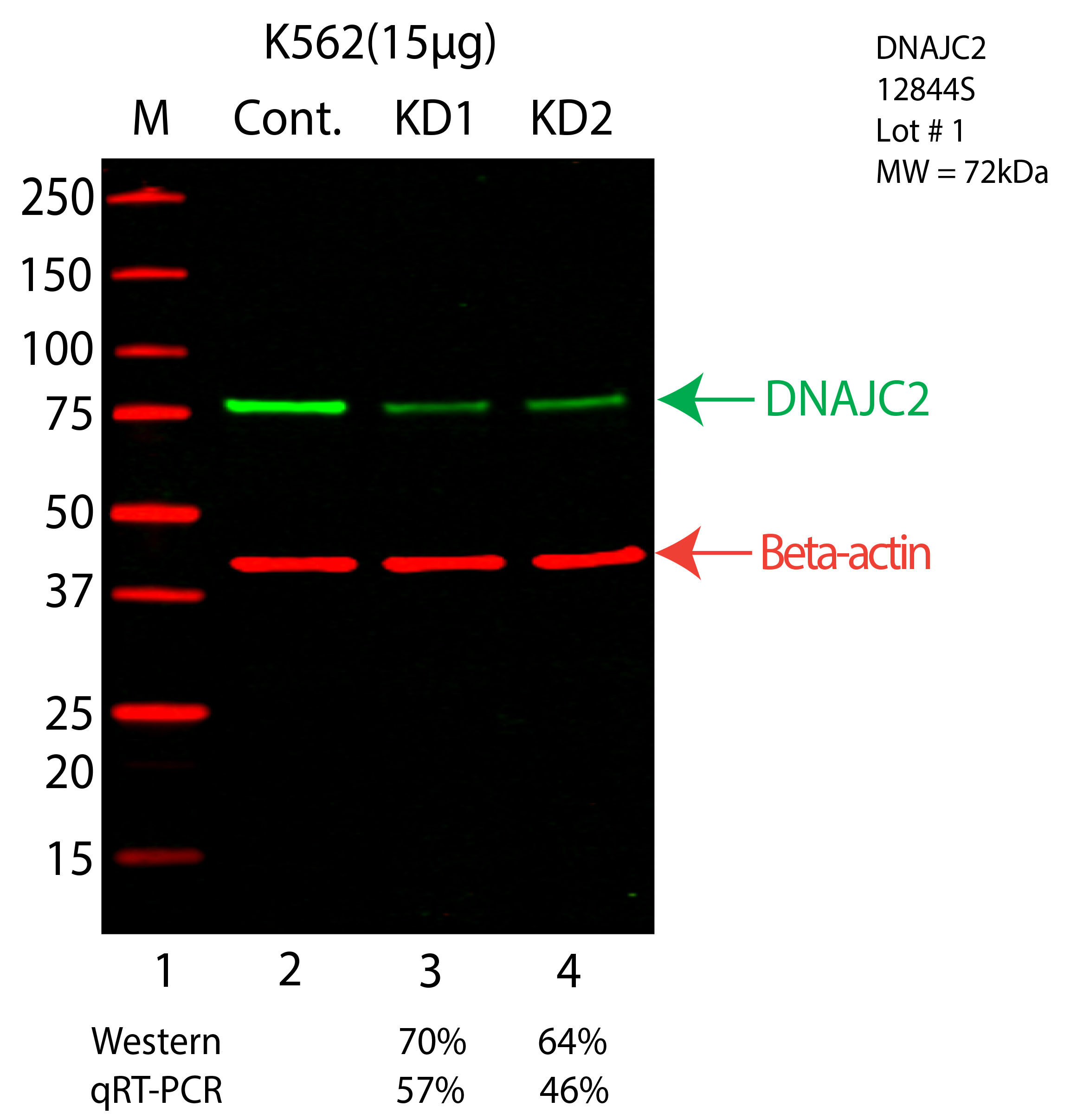 DNAJC2-K562-CRISPR-12844S.png<br>Caption: Western blot following CRISPR against DNAJC2 in K562 whole cell lysate using DNAJC2 specific antibody. Lane 1 is a ladder, lane 2 is K562 non-targeting control knockdown, lane 3 and 4 are two different CRISPR against DNAJC2. DNAJC2 protein appears as the green arrow, Beta-actin serves as a control and appears in red arrow.