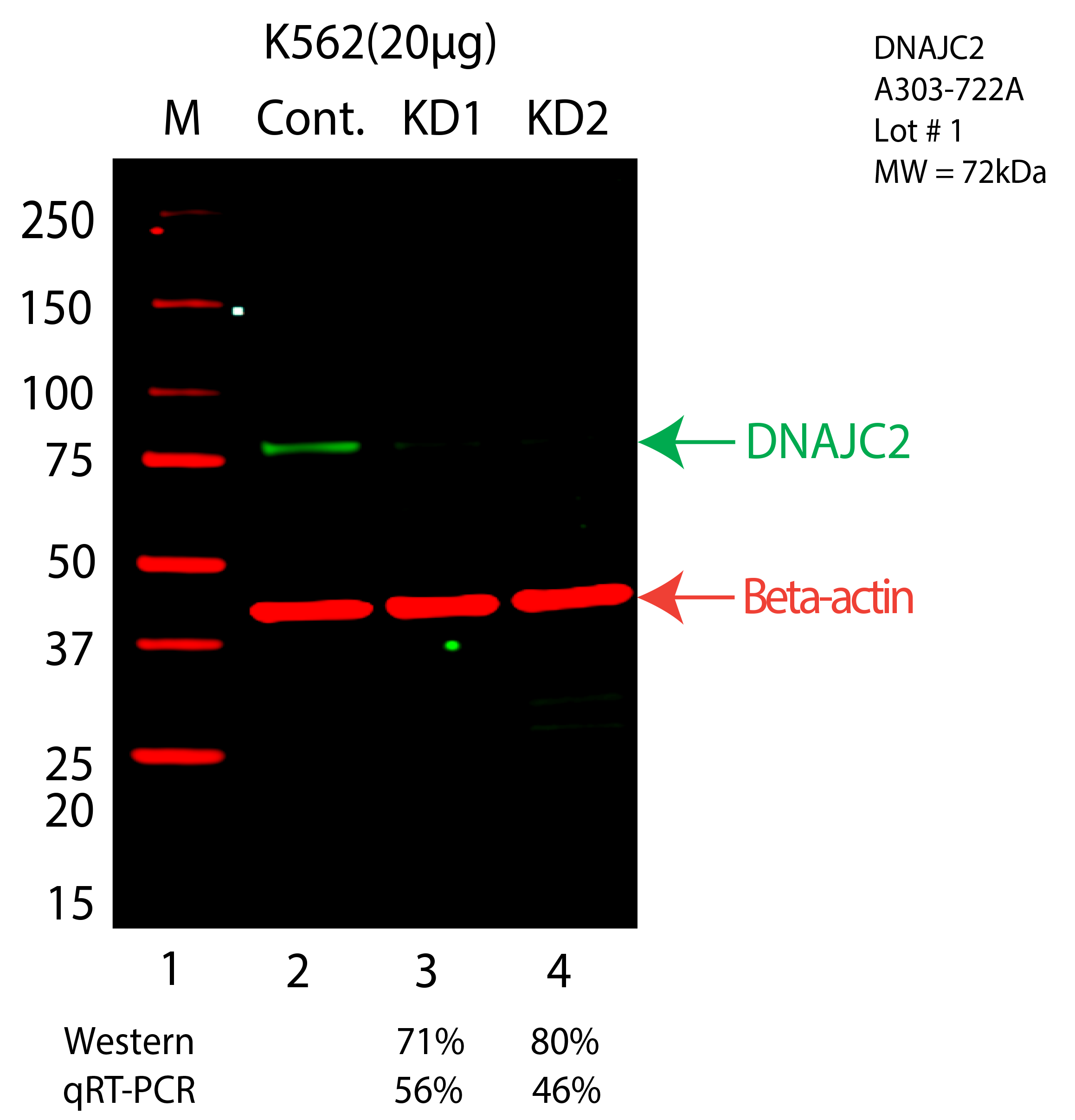 DNAJC2-K562-CRISPR-A303-722A.png<br>Caption: Western blot following CRISPR against DNAJC2 in K562 whole cell lysate using DNAJC2 specific antibody. Lane 1 is a ladder, lane 2 is K562 non-targeting control knockdown, lane 3 and 4 are two different CRISPR against DNAJC2. DNAJC2 protein appears as the green arrow, Beta-actin serves as a control and appears in red arrow.