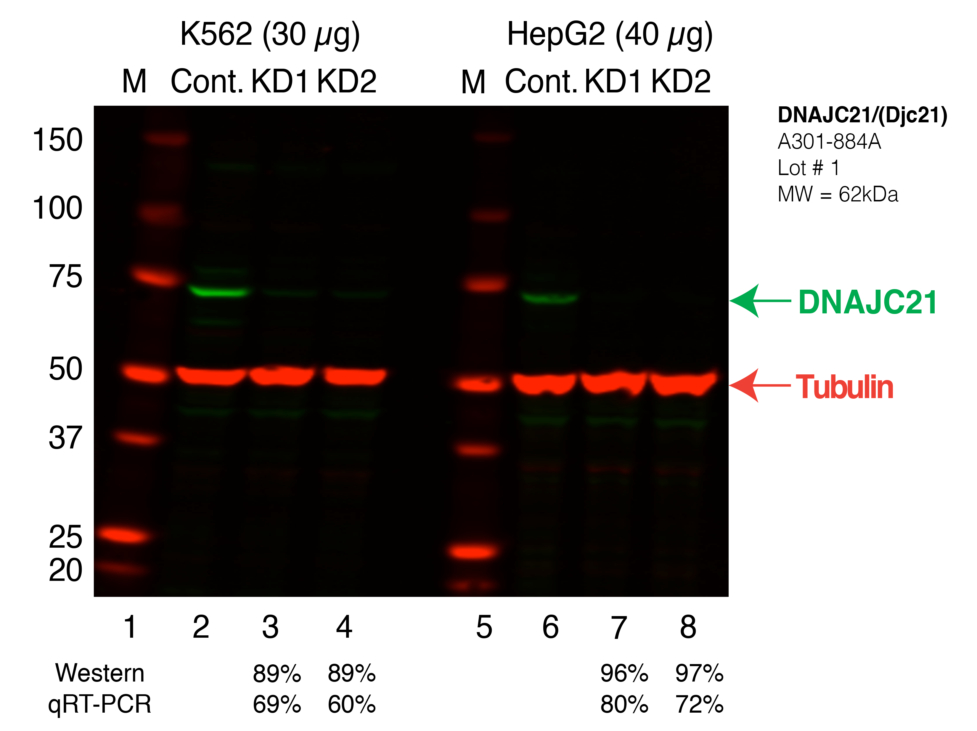 DNAJC21_Secondary_Western.png<br>Caption: Western blot following shRNA against DNAJC21 in K562 and HepG2 whole cell lysate using DNAJC21 specific antibody. Lane 1 is a ladder, lane 2 is K562 non-targeting control knockdown, lane 3 and 4 are two different shRNAs against DNAJC21. Lanes 5-8 follow the same pattern, but in HepG2. DNAJC21 protein appears as the green band, Tubulin serves as a control and appears in red.