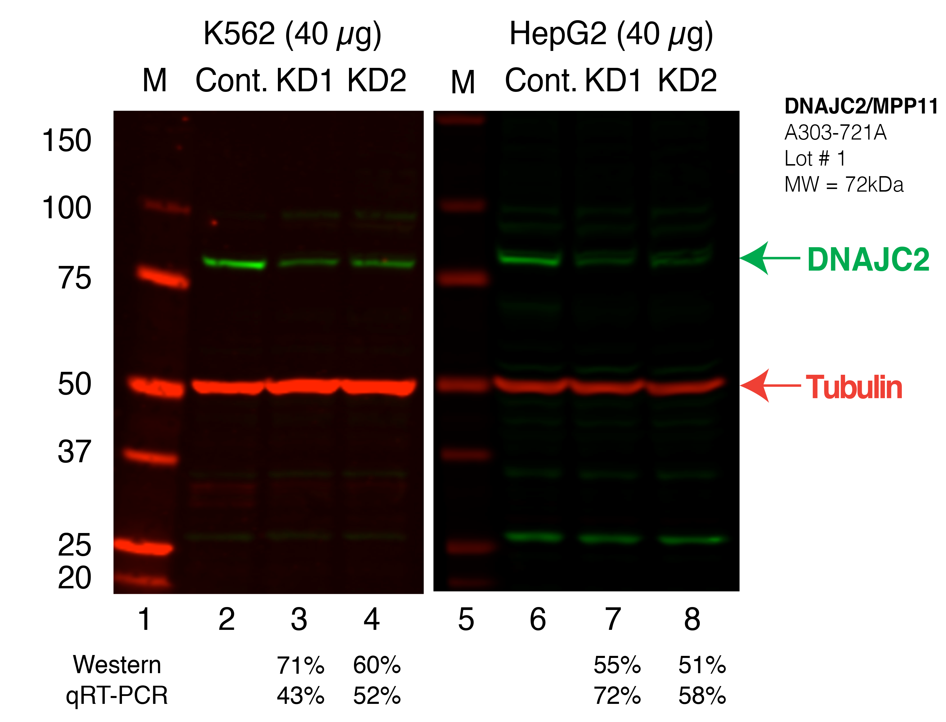 DNAJC2_Secondary_Western.png<br>Caption: Western blot following shRNA against DNAJC2 in K562 and HepG2 whole cell lysate using DNAJC2 specific antibody. Lane 1 is a ladder, lane 2 is K562 non-targeting control knockdown, lane 3 and 4 are two different shRNAs against DNAJC2. Lanes 5-8 follow the same pattern, but in HepG2. DNAJC2 protein appears as the green band, Tubulin serves as a control and appears in red.