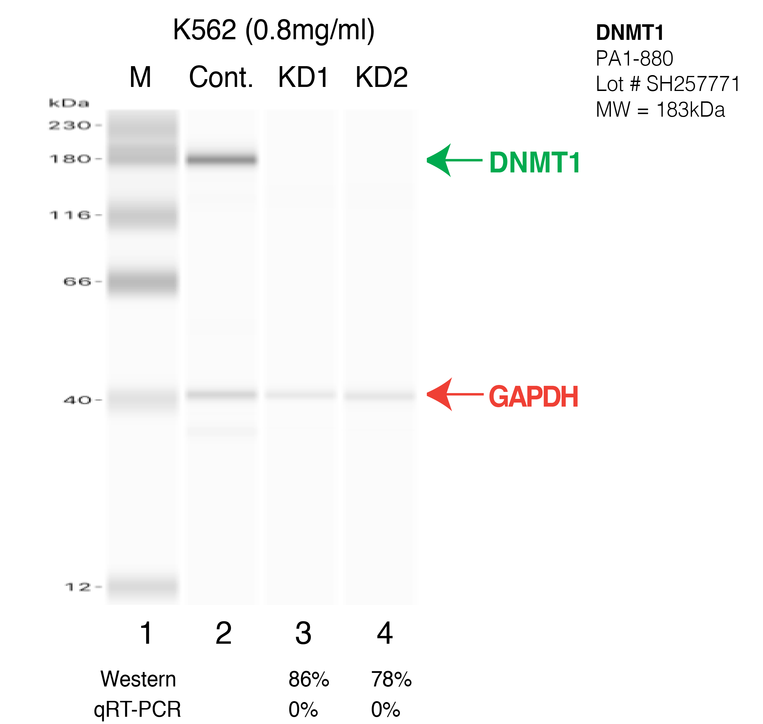 DNMT1-K562-CRISPR.png<br>Caption: Western blot following CRISPR against DNMT1 in K562 whole cell lysate using DNMT1 specific antibody. Lane 1 is a ladder, lane 2 is K562 non-targeting control knockdown, lane 3 and 4 are two different CRISPR against DNMT1. DNMT1 protein appears as the green arrow, GAPDH serves as a control and appears in red arrow.