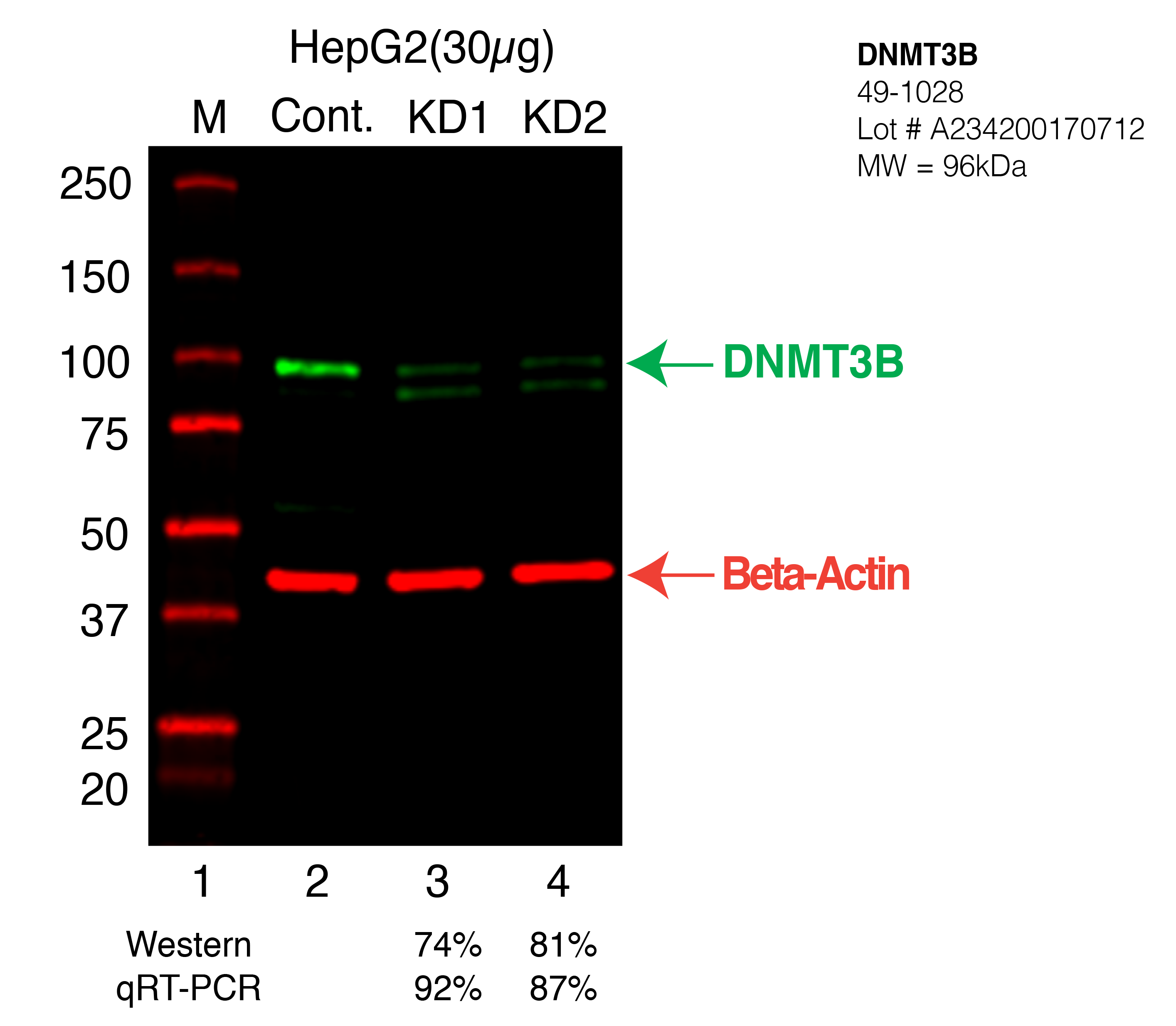 DNMT3B-HEPG2-49-1028.png<br>Caption: Western blot following CRISPR against DNMT3B in HepG2 whole cell lysate using DNMT3B specific antibody. Lane 1 is a ladder, lane 2 is HepG2 non-targeting control knockdown, lane 3 and 4 are two different CRISPR against DNMT3B. DNMT3B protein appears as the green arrow, Beta-actin serves as a control and appears in red arrow.