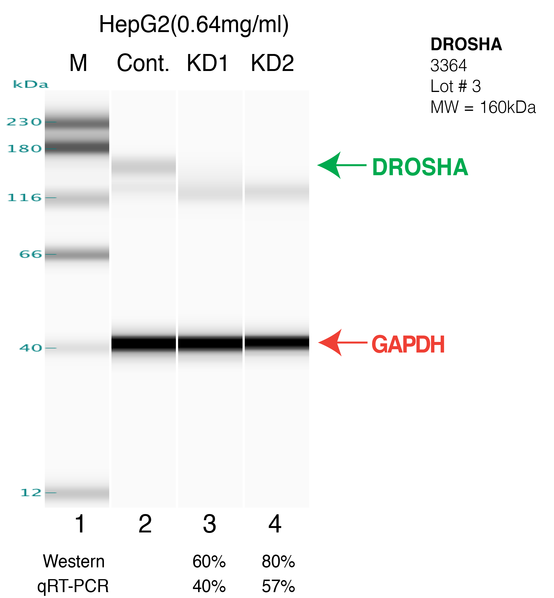 DROSHA-HEPG2-CRISPR.png<br>Caption: Western blot following CRISPR against DROSHA in HepG2 whole cell lysate using DROSHA specific antibody. Lane 1 is a ladder, lane 2 is HepG2 non-targeting control knockdown, lane 3 and 4 are two different CRISPR against DROSHA. DROSHA protein appears as the green arrow, GAPDH serves as a control and appears in red arrow.