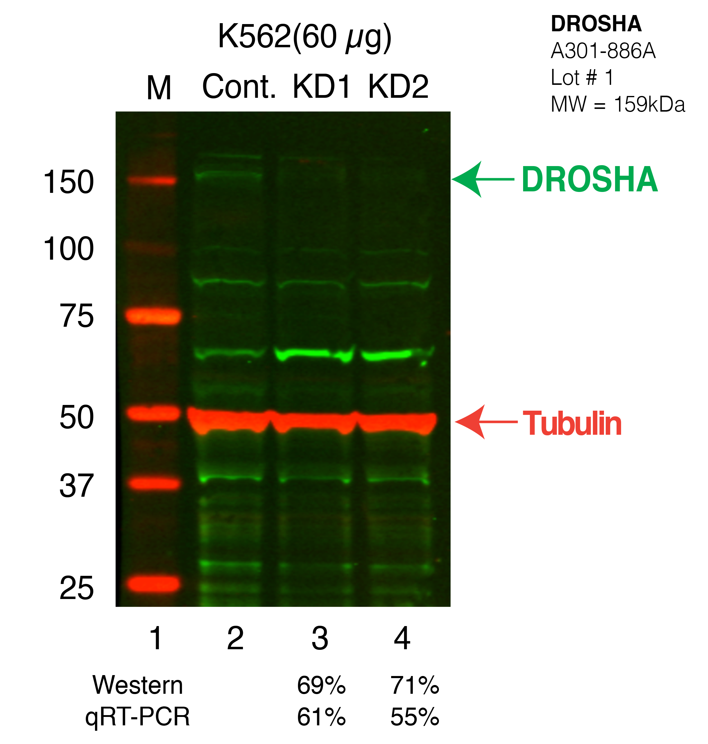 DROSHA-K562_Secondary_Western.png<br>Caption: Western blot following shRNA against DROSHA in K562 whole cell lysate using DROSHA specific antibody. Lane 1 is a ladder, lane 2 is K562 non-targeting control knockdown, lane 3 and 4 are two different shRNAs against DROSHA.DROSHA protein appears as the green band, Tubulin serves as a control and appears in red.