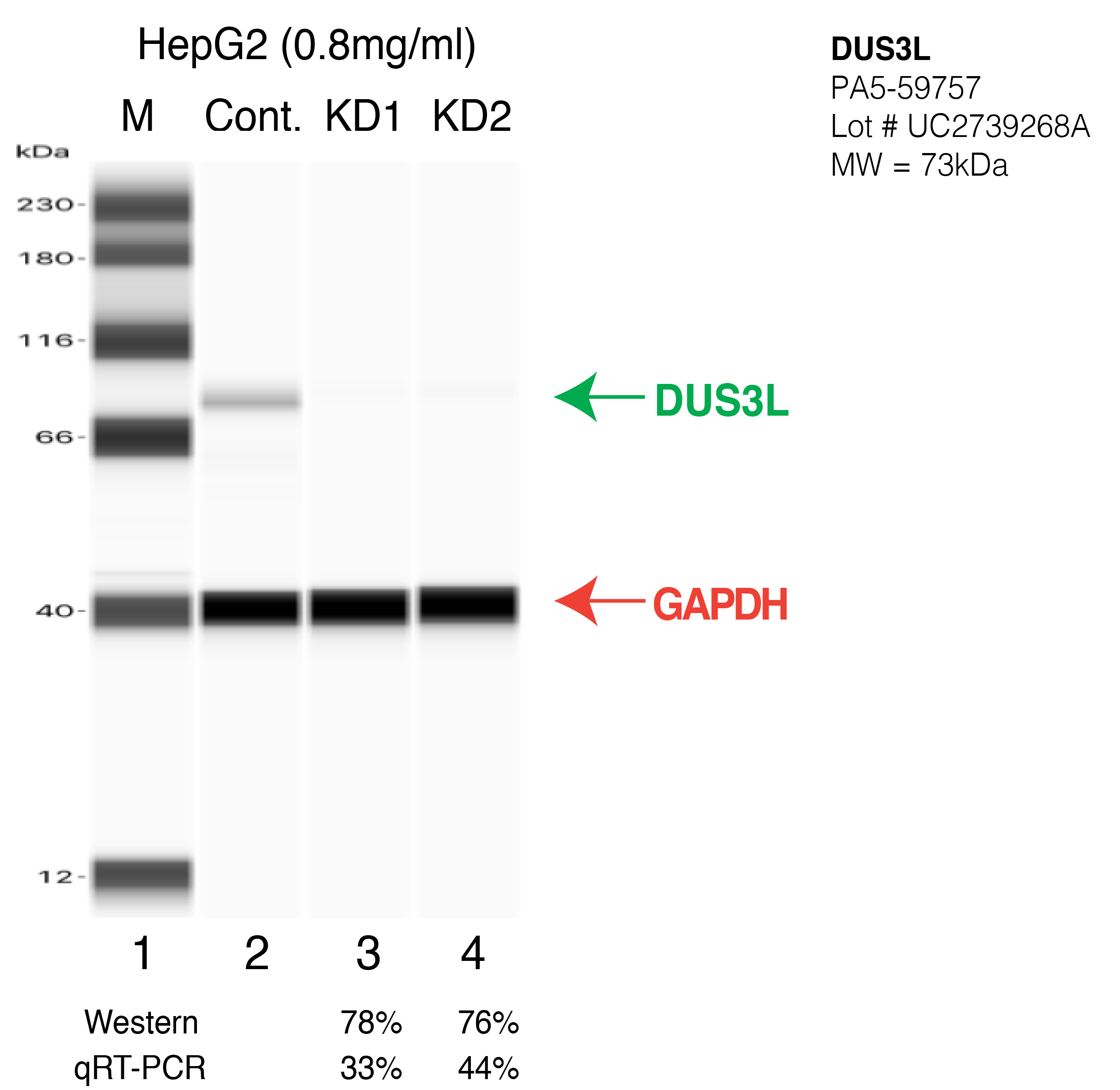 DUS3L-HEPG2-CRISPR-PA5-59757.png<br>Caption: Western blot following CRISPR against DUS3L in HepG2 whole cell lysate using DUS3L specific antibody. Lane 1 is a ladder, lane 2 is HepG2 non-targeting control knockdown, lane 3 and 4 are two different CRISPR against DUS3L. DUS3L protein appears as the green arrow, GAPDH serves as a control and appears in red arrow.