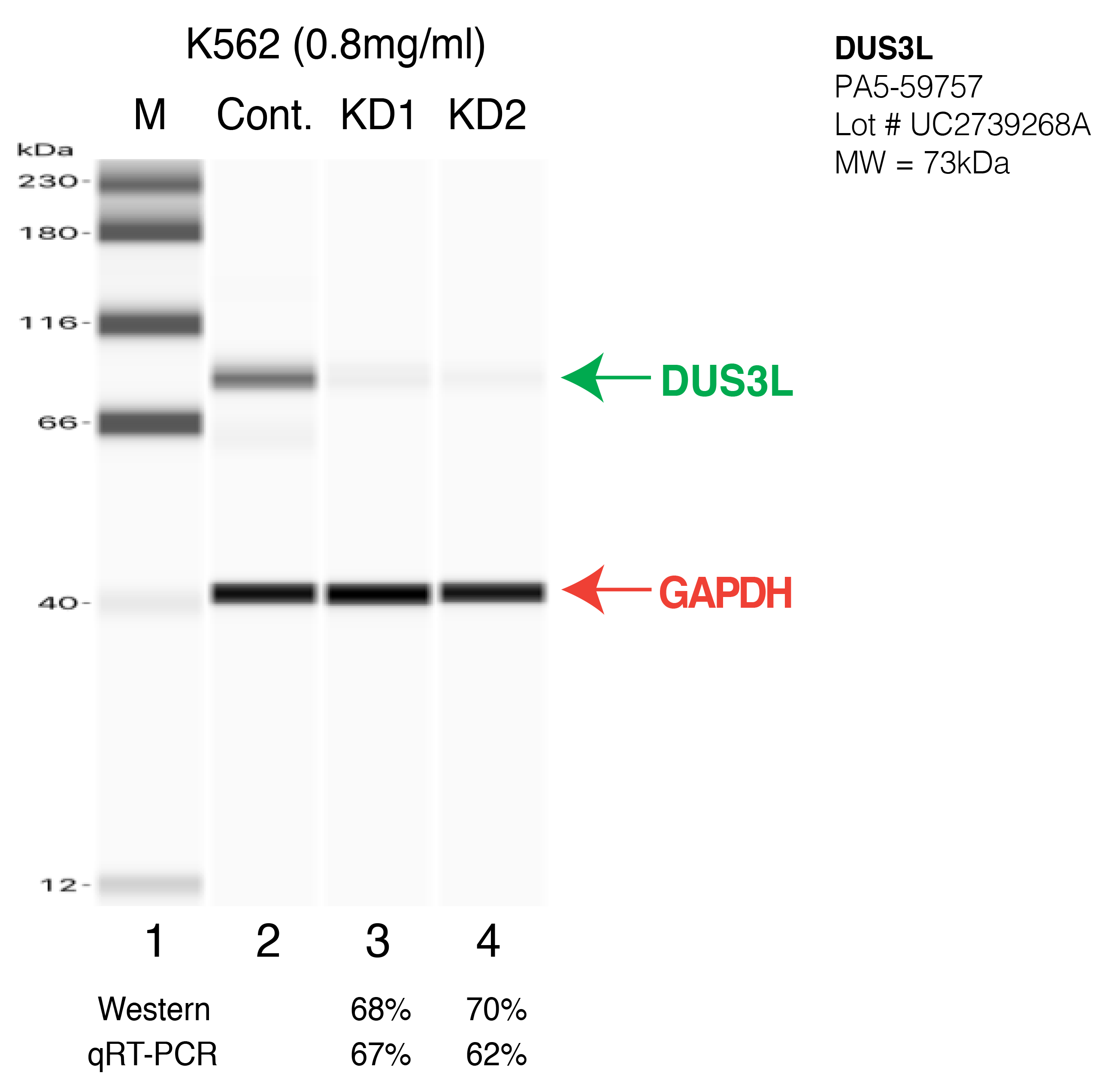 DUS3L-K562-CRISPR-PA5-59757.png<br>Caption: Western blot following CRISPR against DUS3L in K562 whole cell lysate using DUS3L specific antibody. Lane 1 is a ladder, lane 2 is K562 non-targeting control knockdown, lane 3 and 4 are two different CRISPR against DUS3L. DUS3L protein appears as the green arrow, GAPDH serves as a control and appears in red arrow.