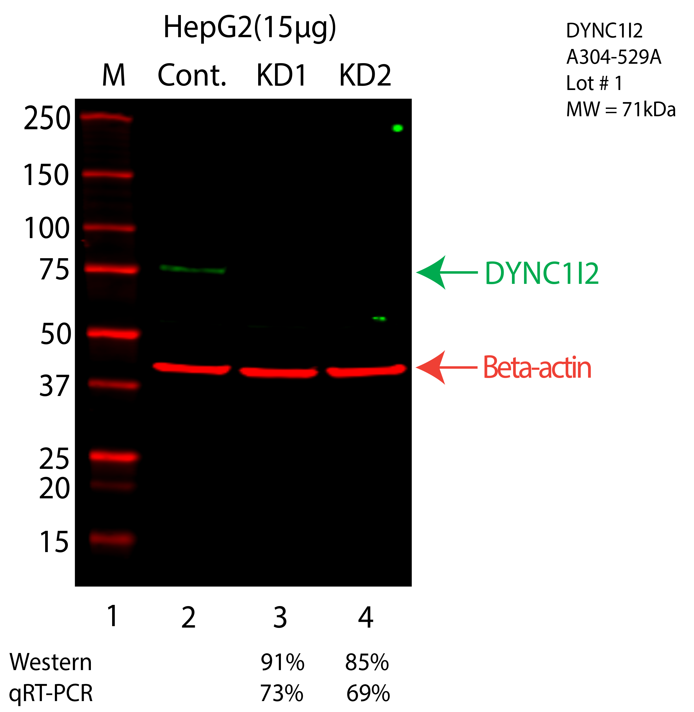 DYNC1I2-HEPG2-CRISPR-A304-529A.png<br>Caption: Western blot following CRISPR against DYNC1I2 in HepG2 whole cell lysate using DYNC1I2 specific antibody. Lane 1 is a ladder, lane 2 is HepG2 non-targeting control knockdown, lane 3 and 4 are two different CRISPR against DYNC1I2. DYNC1I2 protein appears as the green arrow, Beta-actin serves as a control and appears in red arrow.