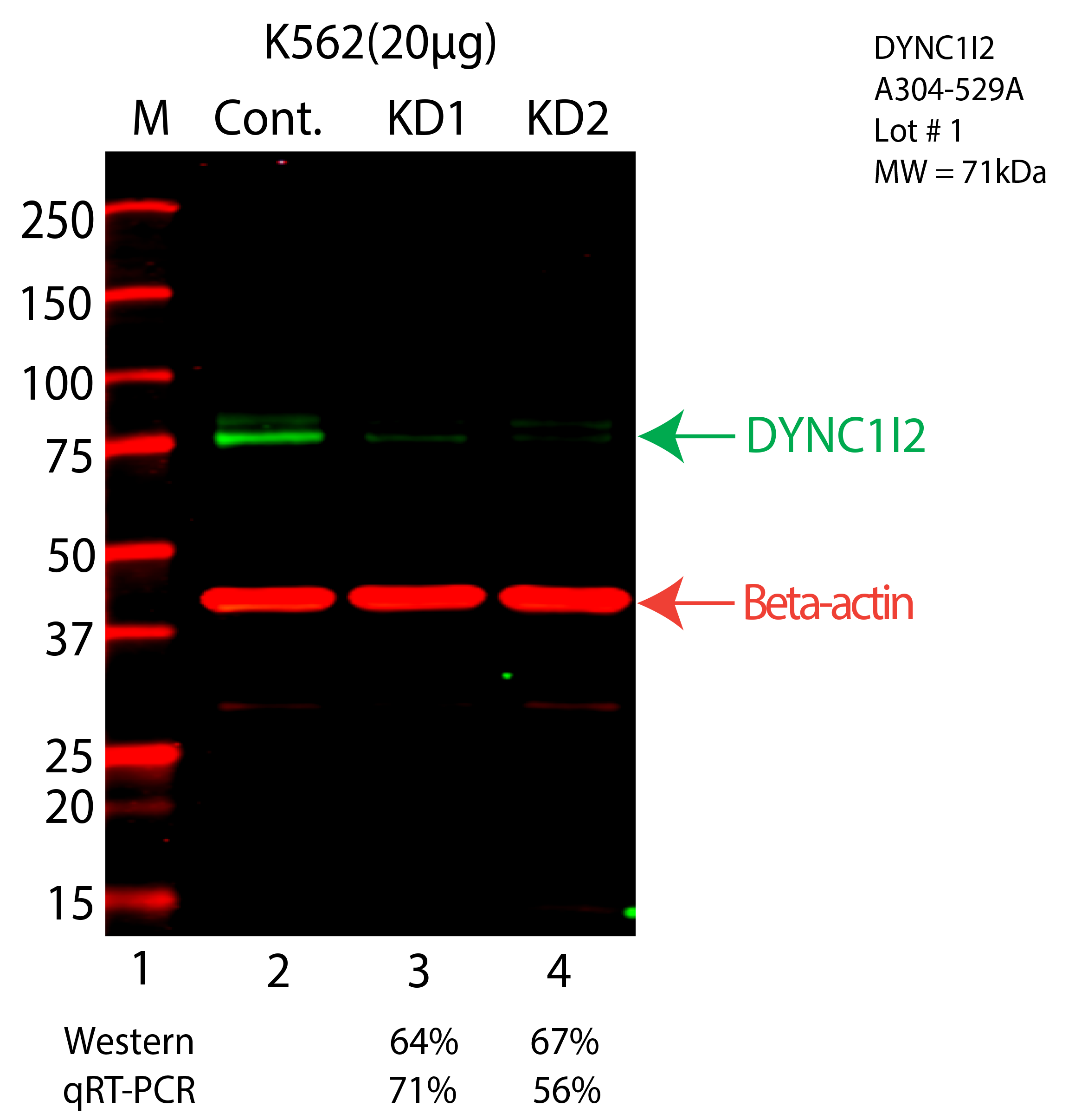 DYNC1I2-K562-CRISPR-A304-529A.png<br>Caption: Western blot following CRISPR against DYNC1I2 in K562 whole cell lysate using DYNC1I2 specific antibody. Lane 1 is a ladder, lane 2 is K562 non-targeting control knockdown, lane 3 and 4 are two different CRISPR against DYNC1I2. DYNC1I2 protein appears as the green arrow, Beta-actin serves as a control and appears in red arrow.