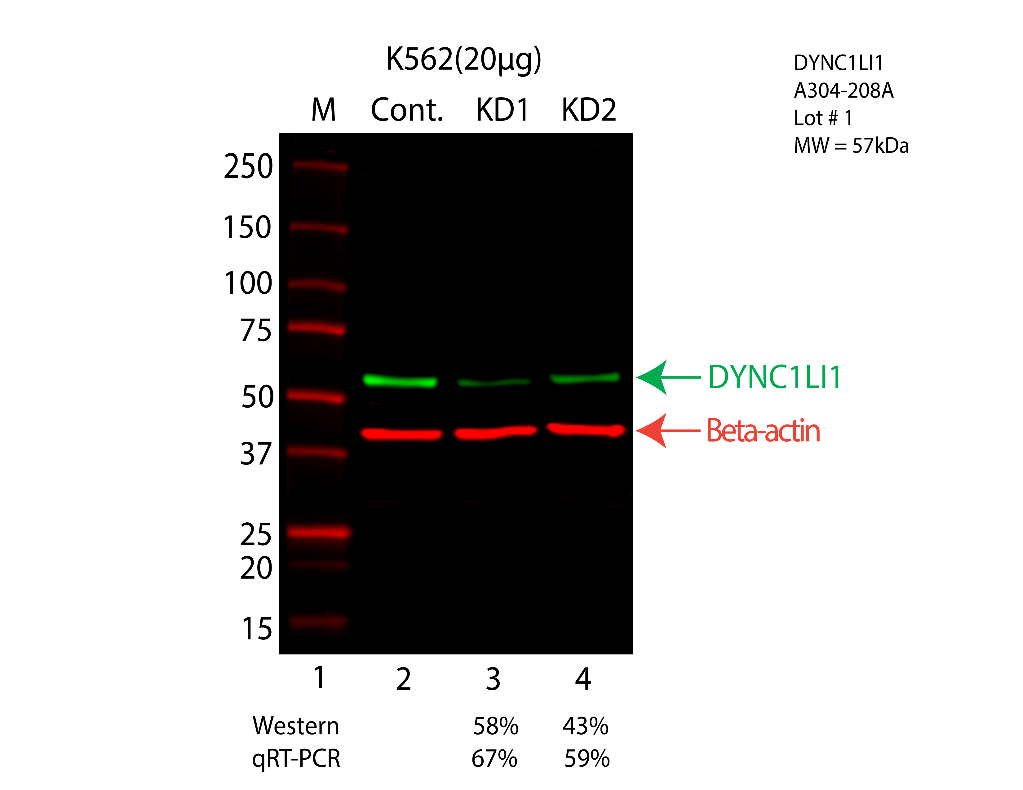 DYNC1LI1-K562-CRISPR-A304-208A.png<br>Caption: Western blot following CRISPR against DYNC1LI1 in K562 whole cell lysate using DYNC1LI1 specific antibody. Lane 1 is a ladder, lane 2 is K562 non-targeting control knockdown, lane 3 and 4 are two different CRISPR against DYNC1LI1. DYNC1LI1 protein appears as the green arrow, Beta-actin serves as a control and appears in red arrow.