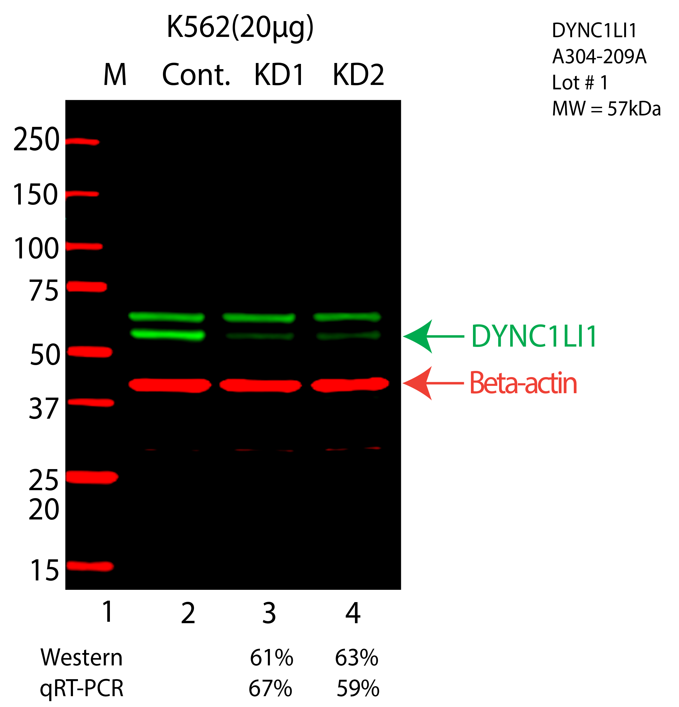 DYNC1LI1-K562-CRISPR-A304-209A.png<br>Caption: Western blot following CRISPR against DYNC1LI1 in K562 whole cell lysate using DYNC1LI1 specific antibody. Lane 1 is a ladder, lane 2 is K562 non-targeting control knockdown, lane 3 and 4 are two different CRISPR against DYNC1LI1. DYNC1LI1 protein appears as the green arrow, Beta-actin serves as a control and appears in red arrow.