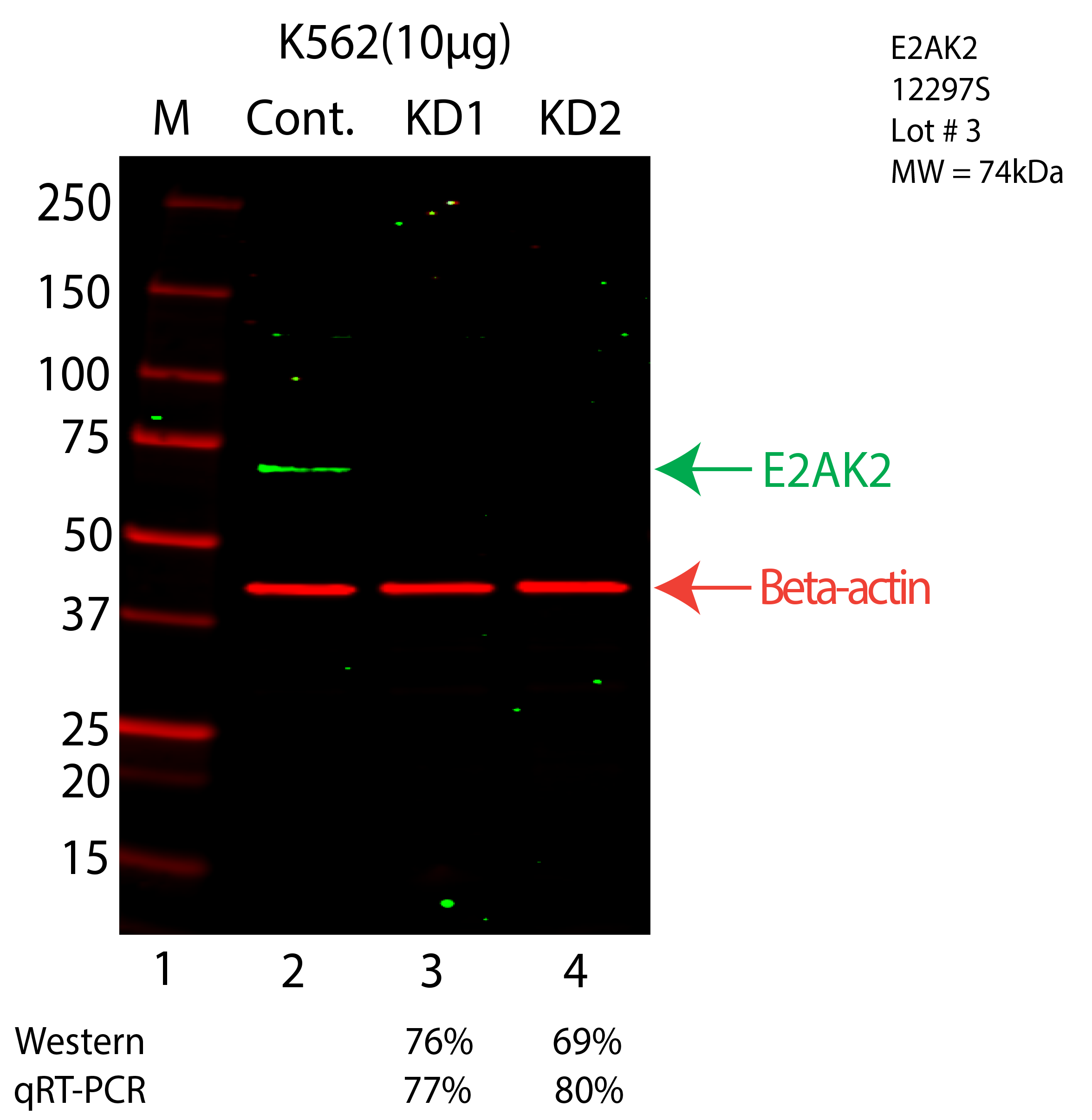 E2AK2-K562-CRISPR-12297S.png<br>Caption: Western blot following CRISPR against EIF2AK2 in K562 whole cell lysate using EIF2AK2 specific antibody. Lane 1 is a ladder, lane 2 is K562 non-targeting control knockdown, lane 3 and 4 are two different CRISPR against EIF2AK2. EIF2AK2 protein appears as the green arrow, Beta-actin serves as a control and appears in red arrow.