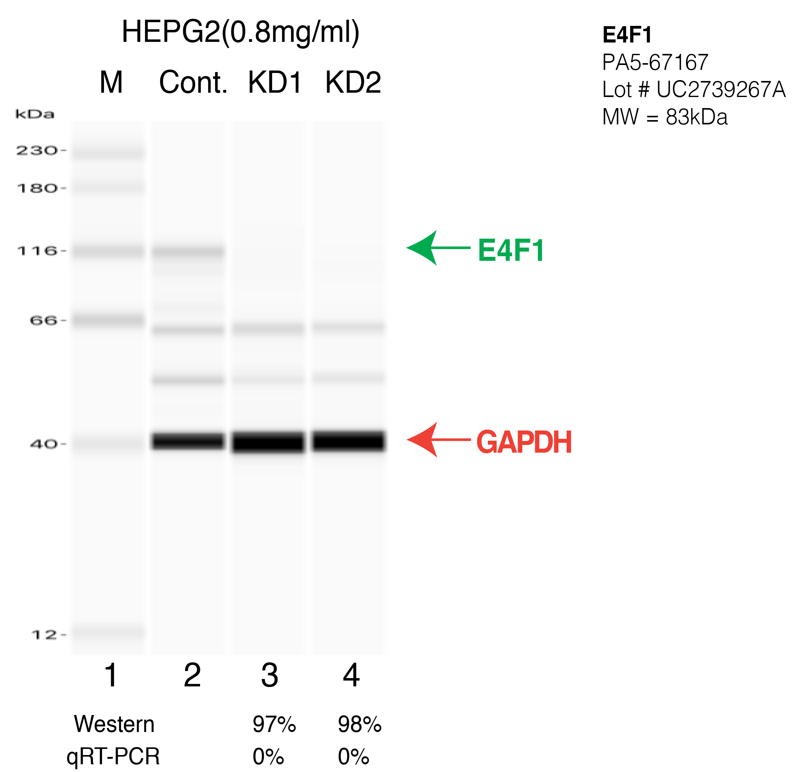 E4F1-HEPG2-CRISPR-PA5-67167.png<br>Caption: Western blot following CRISPR against E4F1 in HepG2 whole cell lysate using E4F1 specific antibody. Lane 1 is a ladder, lane 2 is HepG2 non-targeting control knockdown, lane 3 and 4 are two different CRISPR against E4F1. E4F1 protein appears as the green arrow, GAPDH serves as a control and appears in red arrow.