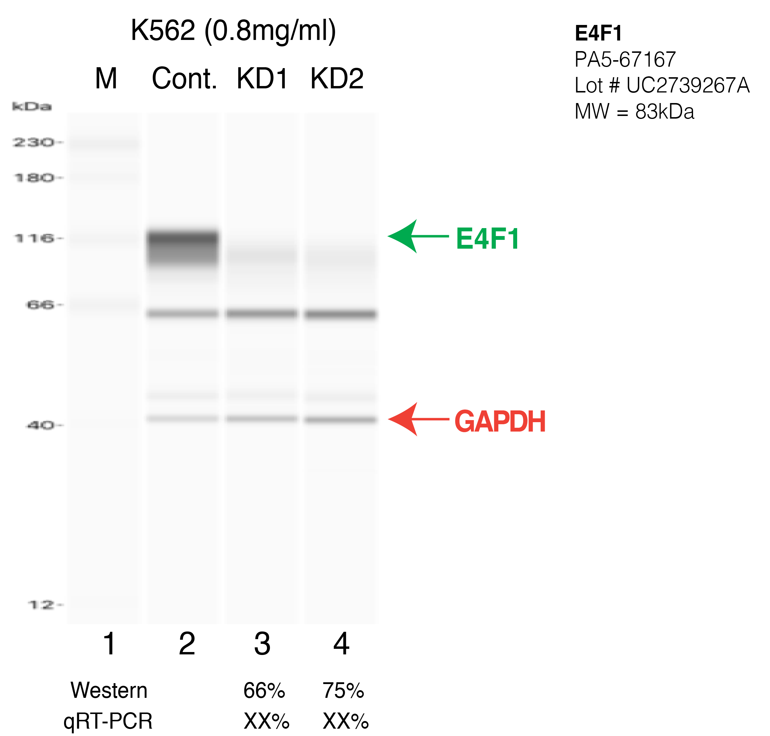 E4F1-K562-CRISPR-PA5-67167.png<br>Caption: Western blot following CRISPR against E4F1 in K562 whole cell lysate using E4F1 specific antibody. Lane 1 is a ladder, lane 2 is K562 non-targeting control knockdown, lane 3 and 4 are two different CRISPR against E4F1. E4F1 protein appears as the green arrow, GAPDH serves as a control and appears in red arrow.