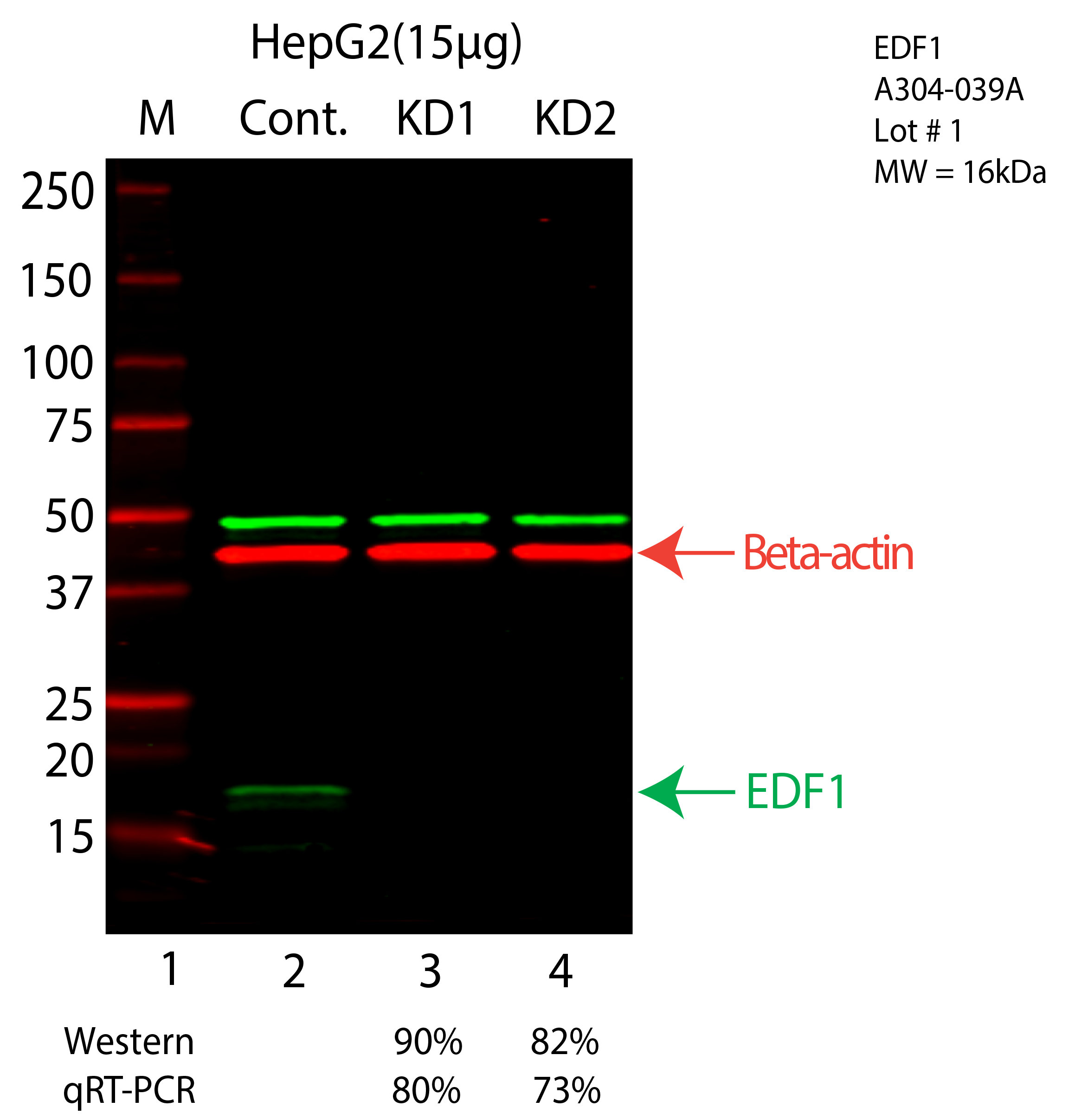 EDF1-HEPG2-CRISPR-A304-039A.png<br>Caption: Western blot following CRISPR against EDF1 in HepG2 whole cell lysate using EDF1 specific antibody. Lane 1 is a ladder, lane 2 is HepG2 non-targeting control knockdown, lane 3 and 4 are two different CRISPR against EDF1. EDF1 protein appears as the green arrow, Beta-actin serves as a control and appears in red arrow.