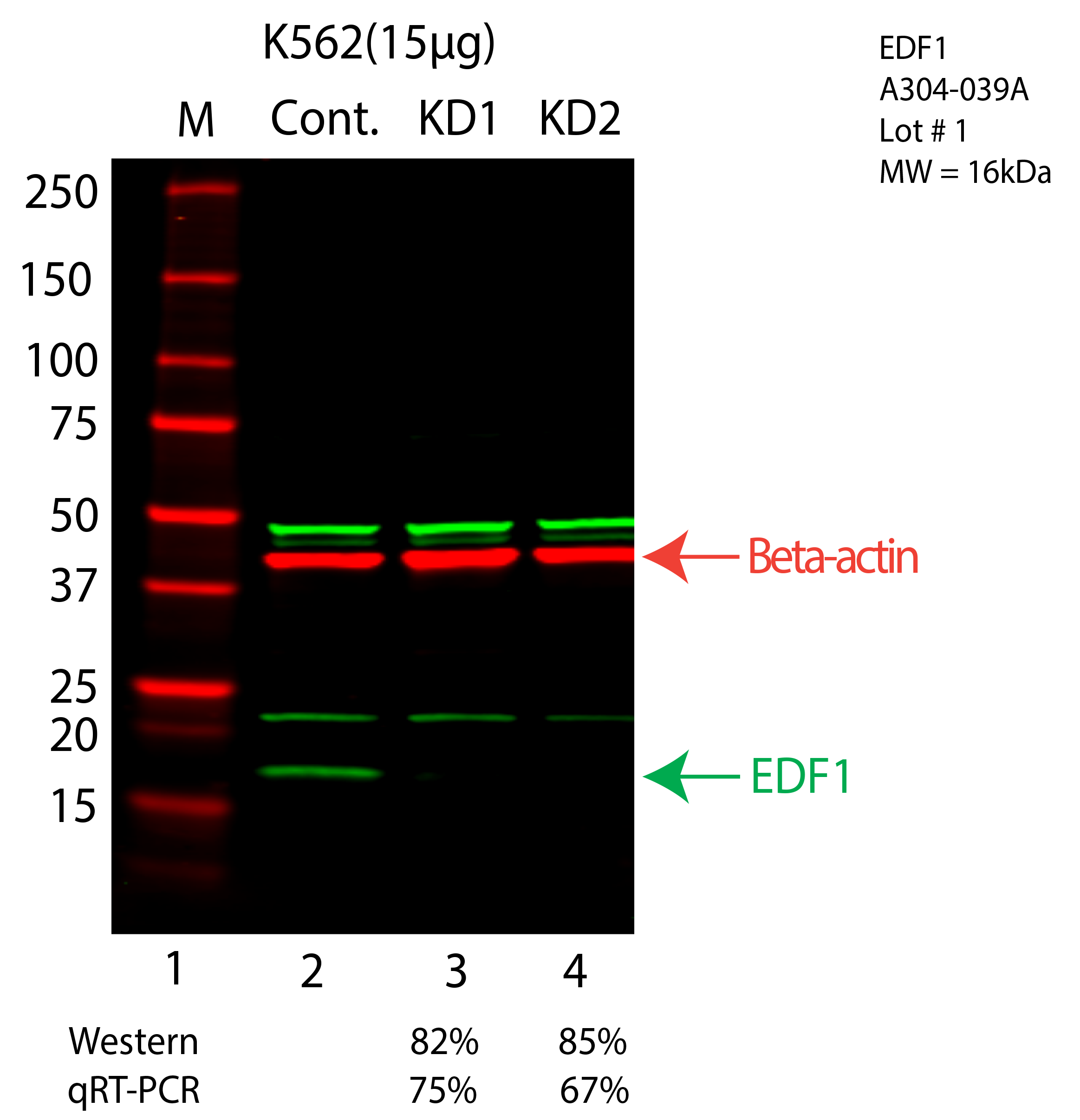 EDF1-K562-CRISPR-A304-039A.png<br>Caption: Western blot following CRISPR against EDF1 in K562 whole cell lysate using EDF1 specific antibody. Lane 1 is a ladder, lane 2 is K562 non-targeting control knockdown, lane 3 and 4 are two different CRISPR against EDF1. EDF1 protein appears as the green arrow, Beta-actin serves as a control and appears in red arrow.