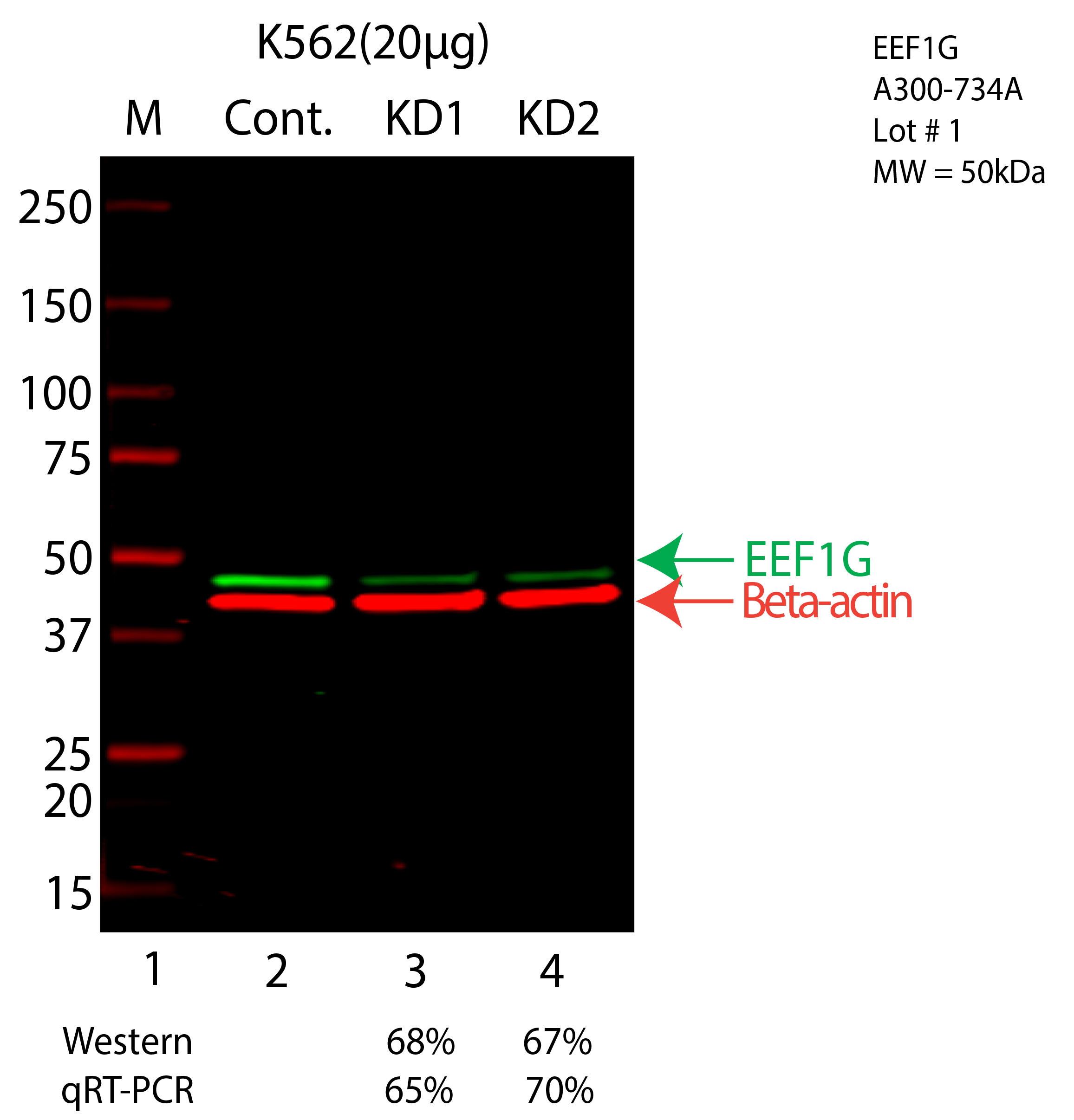 EEF1G-HEPG2-CRISPR-A300-734A.png<br>Caption: Western blot following CRISPR against EEF1G in HepG2 whole cell lysate using EEF1G specific antibody. Lane 1 is a ladder, lane 2 is HepG2 non-targeting control knockdown, lane 3 and 4 are two different CRISPR against EEF1G. EEF1G protein appears as the green arrow, Beta-actin serves as a control and appears in red arrow.