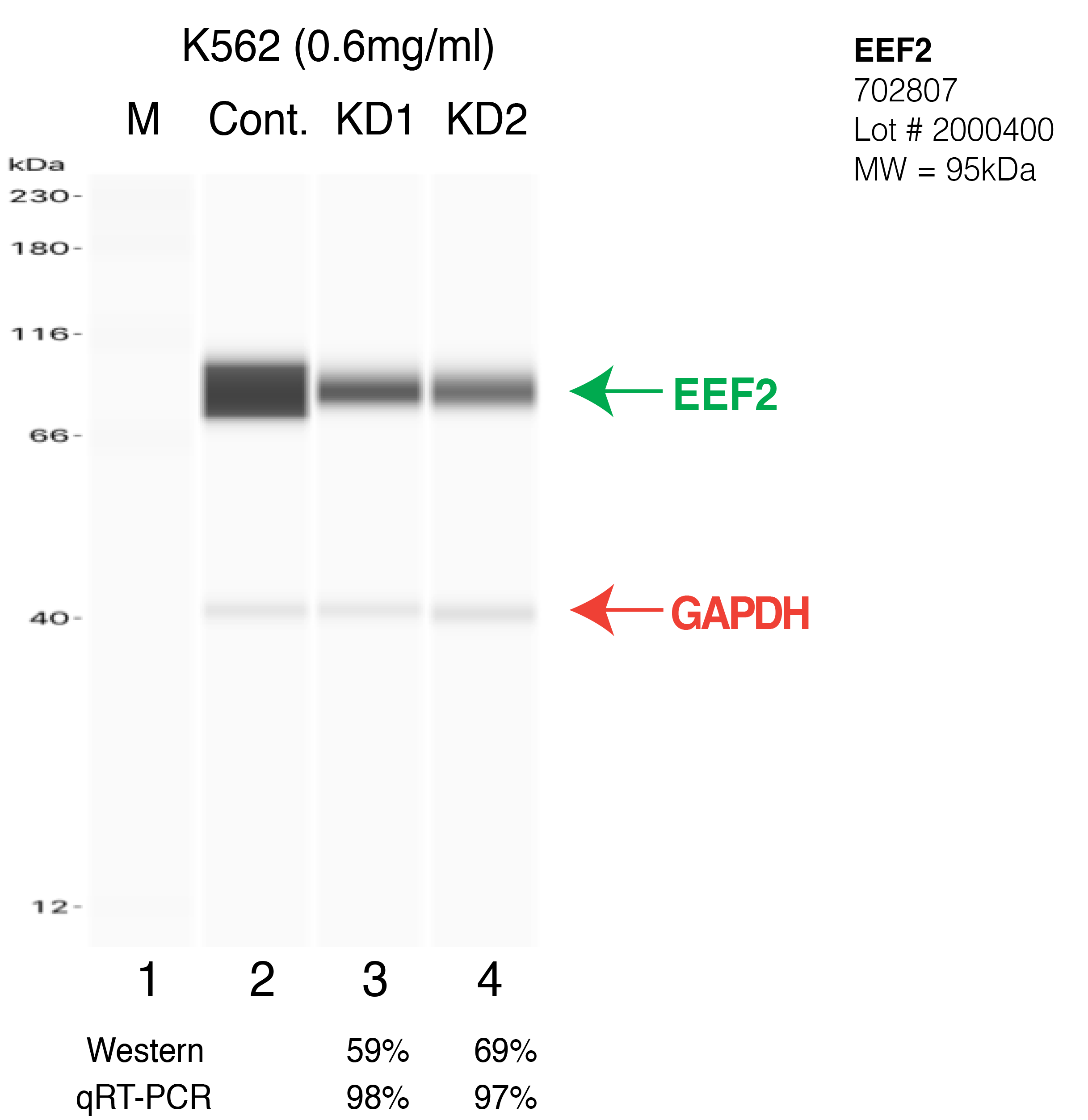 EEF2-K562-702807.png<br>Caption: Western blot following shRNA against EEF2 in K562 whole cell lysate using EEF2 specific antibody. Lane 1 is a ladder, lane 2 is K562 non-targeting control knockdown, lane 3 and 4 are two different shRNA against EEF2. EEF2 protein appears as the green arrow, GAPDH serves as a control and appears in red arrow.