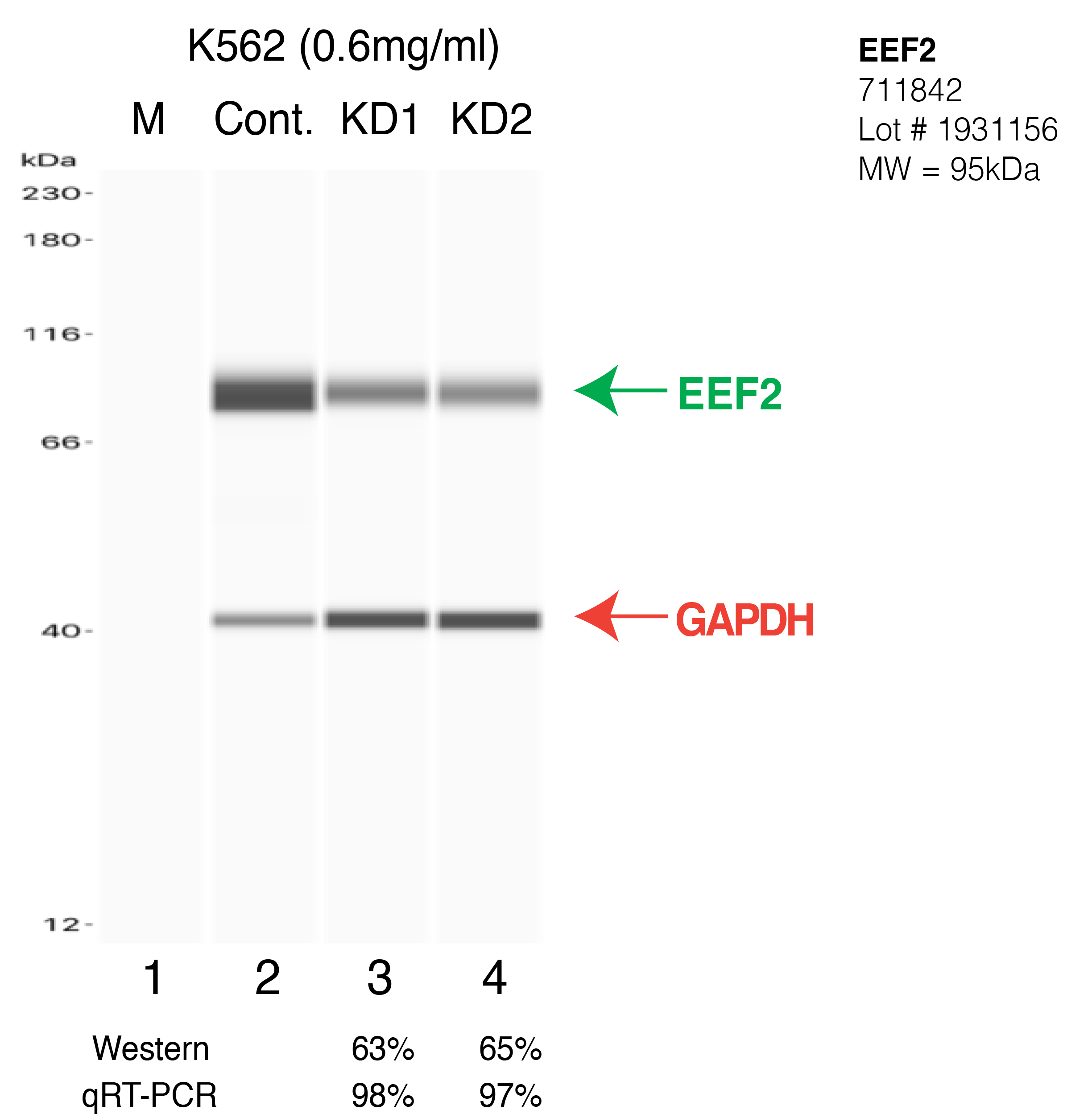 EEF2-K562-711842.png<br>Caption: Western blot following shRNA against EEF2 in K562 whole cell lysate using EEF2 specific antibody. Lane 1 is a ladder, lane 2 is K562 non-targeting control knockdown, lane 3 and 4 are two different shRNA against EEF2. EEF2 protein appears as the green arrow, GAPDH serves as a control and appears in red arrow.