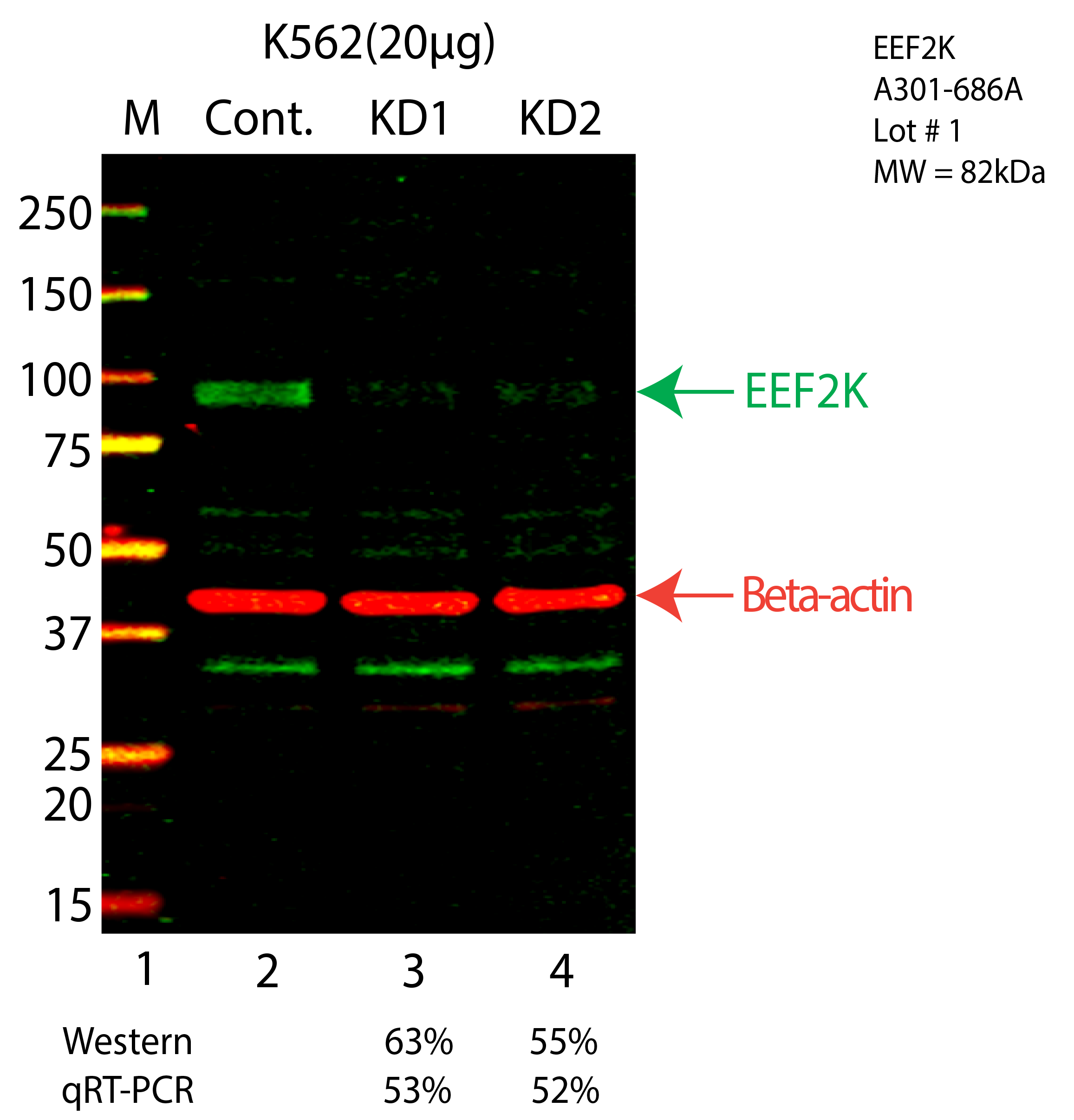 EEF2K-K562-CRISPR-A301-686A.png<br>Caption: Western blot following CRISPR against EEF2K in K562 whole cell lysate using EEF2K specific antibody. Lane 1 is a ladder, lane 2 is K562 non-targeting control knockdown, lane 3 and 4 are two different CRISPR against EEF2K. EEF2K protein appears as the green arrow, Beta-actin serves as a control and appears in red arrow.