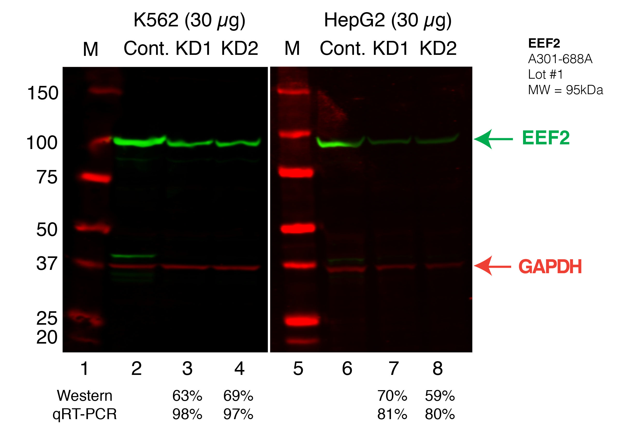 EEF2_Secondary_Western.png<br>Caption: Western blot following shRNA against EEF2 in K562 and HepG2 whole cell lysate using EEF2 specific antibody. Lane 1 is a ladder, lane 2 is K562 non-targeting control knockdown, lane 2 and 3 are two different shRNAs against EEF2. Lanes 5-7 follow the same pattern, but in HepG2. EEF2 protein appears as the green band, GAPDH serves as a control and appears in red.