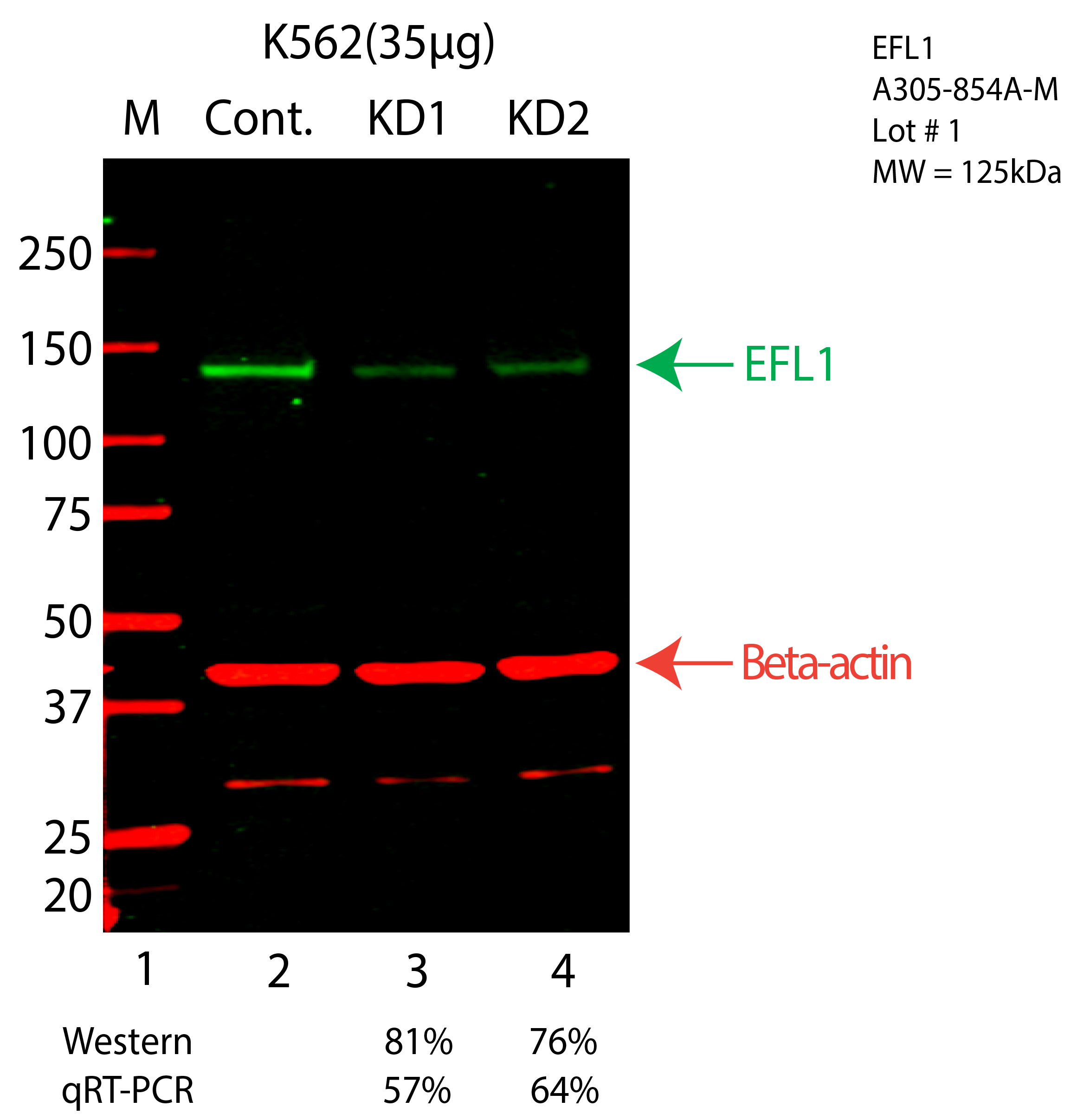 EFL1-K562-CRISPR-A305-854A-M.png<br>Caption: Western blot following CRISPR against EFL1 in K562 whole cell lysate using EFL1 specific antibody. Lane 1 is a ladder, lane 2 is K562 non-targeting control knockdown, lane 3 and 4 are two different CRISPR against EFL1. EFL1 protein appears as the green arrow, Beta-actin serves as a control and appears in red arrow.