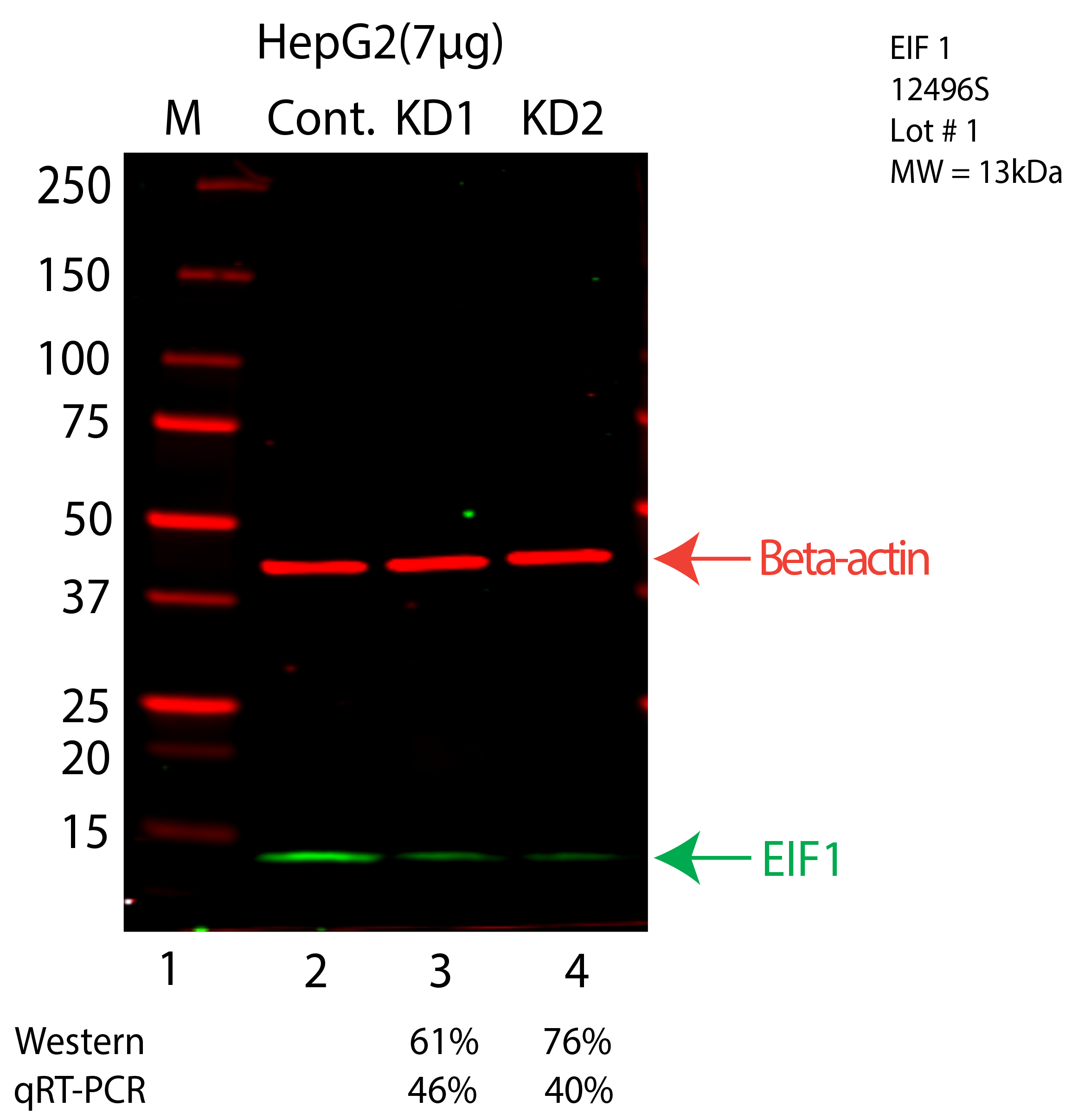 EIF1-HEPG2-CRISPR-12496S.png<br>Caption: Western blot following CRISPR against EIF1 in HepG2 whole cell lysate using EIF1 specific antibody. Lane 1 is a ladder, lane 2 is HepG2 non-targeting control knockdown, lane 3 and 4 are two different CRISPR against EIF1. EIF1 protein appears as the green arrow, Beta-actin serves as a control and appears in red arrow.