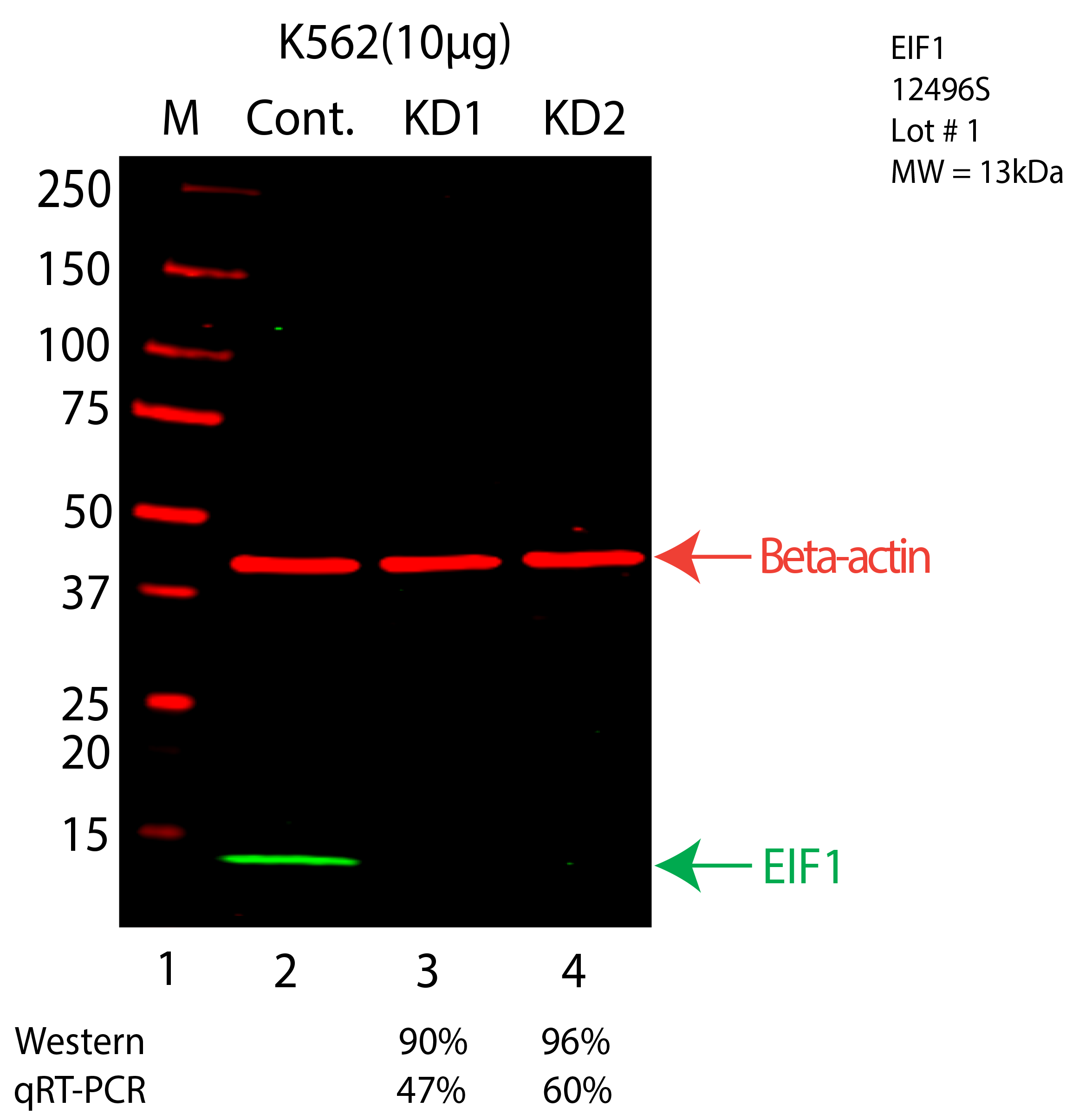 EIF1-K562-CRISPR-12496S.png<br>Caption: Western blot following CRISPR against EIF1 in K562 whole cell lysate using EIF1 specific antibody. Lane 1 is a ladder, lane 2 is K562 non-targeting control knockdown, lane 3 and 4 are two different CRISPR against EIF1. EIF1 protein appears as the green arrow, Beta-actin serves as a control and appears in red arrow.