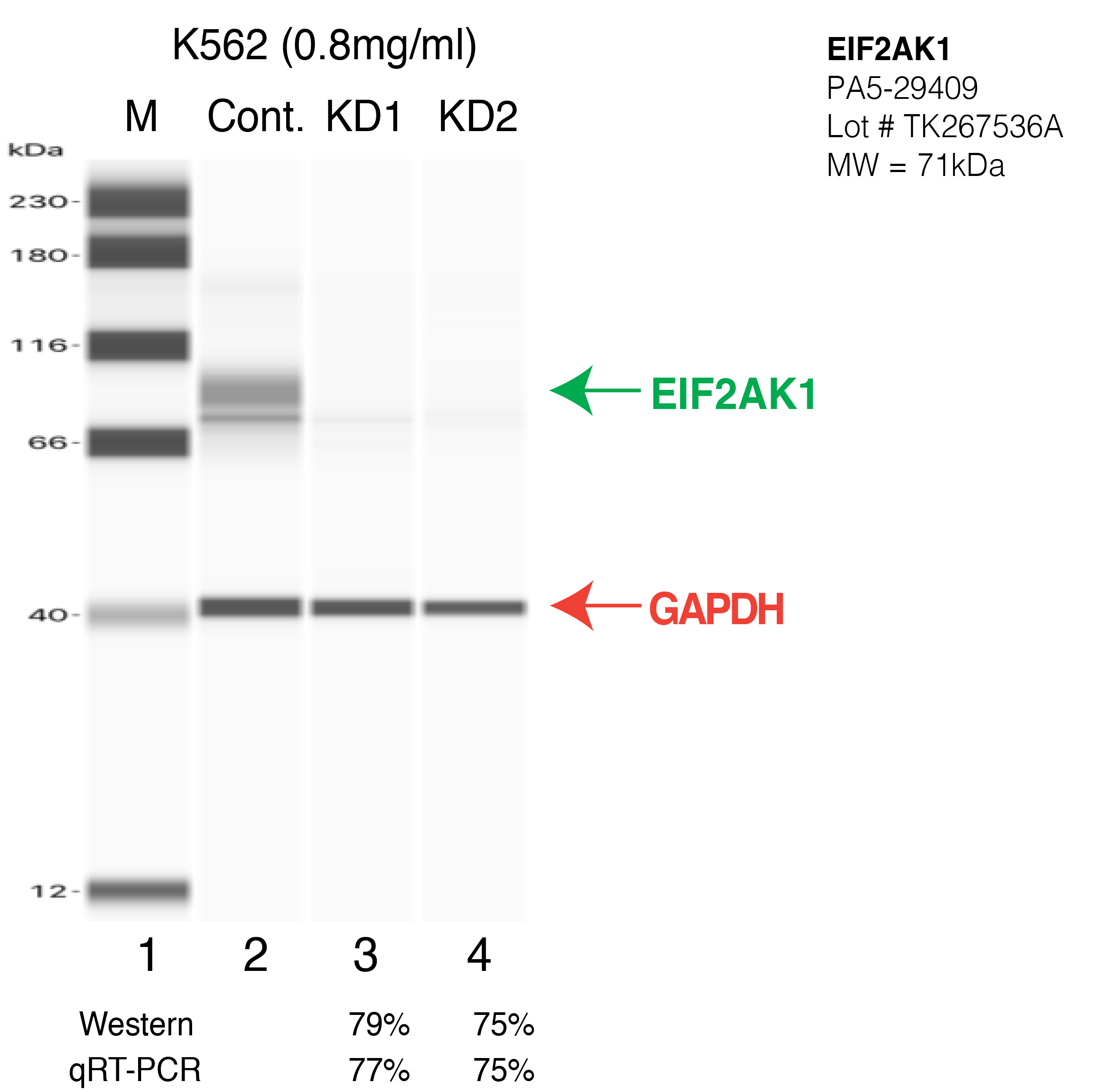 EIF2AK1-K562-CRISPR-PA5-29409.png<br>Caption: Western blot following CRISPR against EIF2AK1 in K562 whole cell lysate using EIF2AK1 specific antibody. Lane 1 is a ladder, lane 2 is K562 non-targeting control knockdown, lane 3 and 4 are two different CRISPR against EIF2AK1. EIF2AK1 protein appears as the green arrow, GAPDH serves as a control and appears in red arrow.